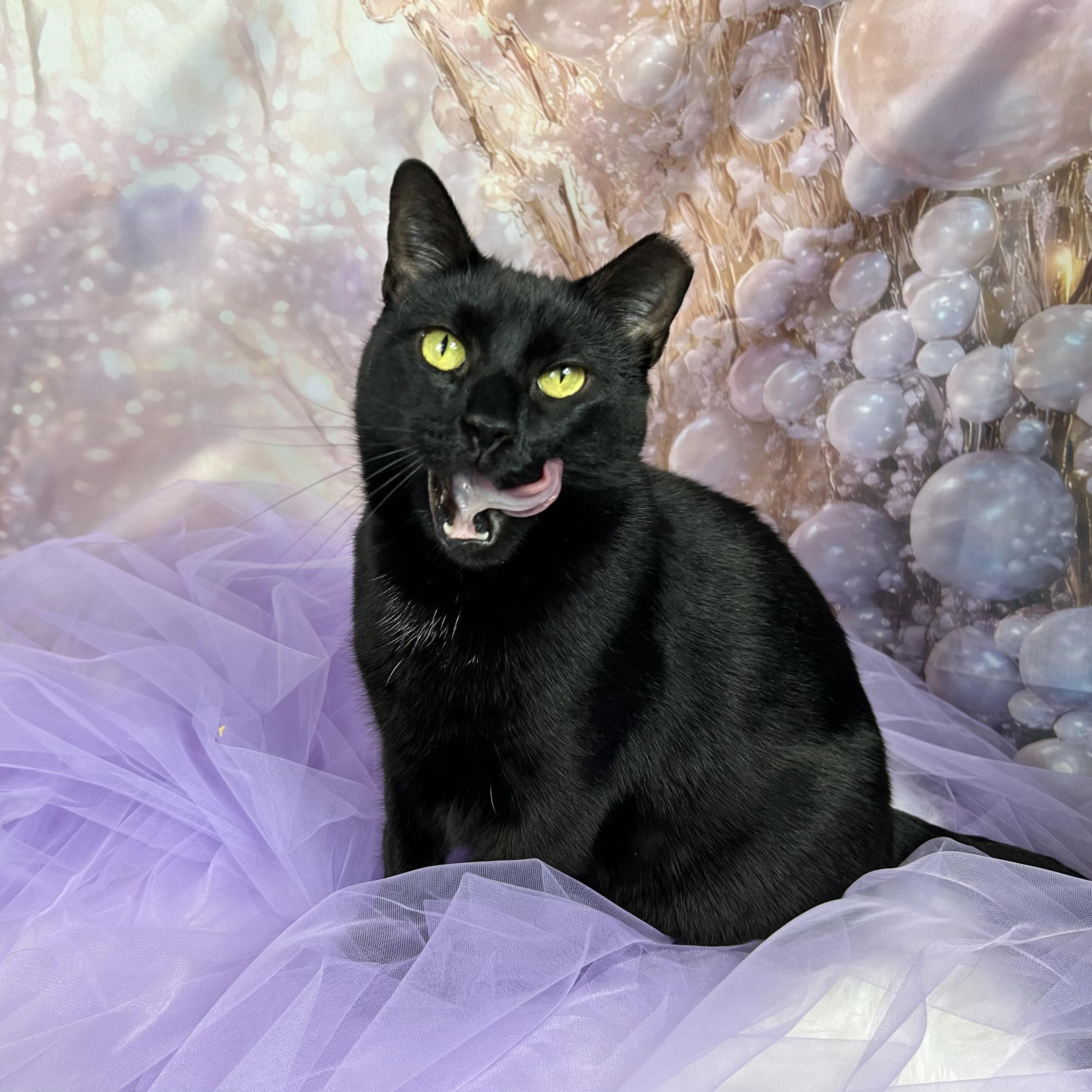 Tofu, Adoptable, Adult Female Bombay & Domestic Short Hair.