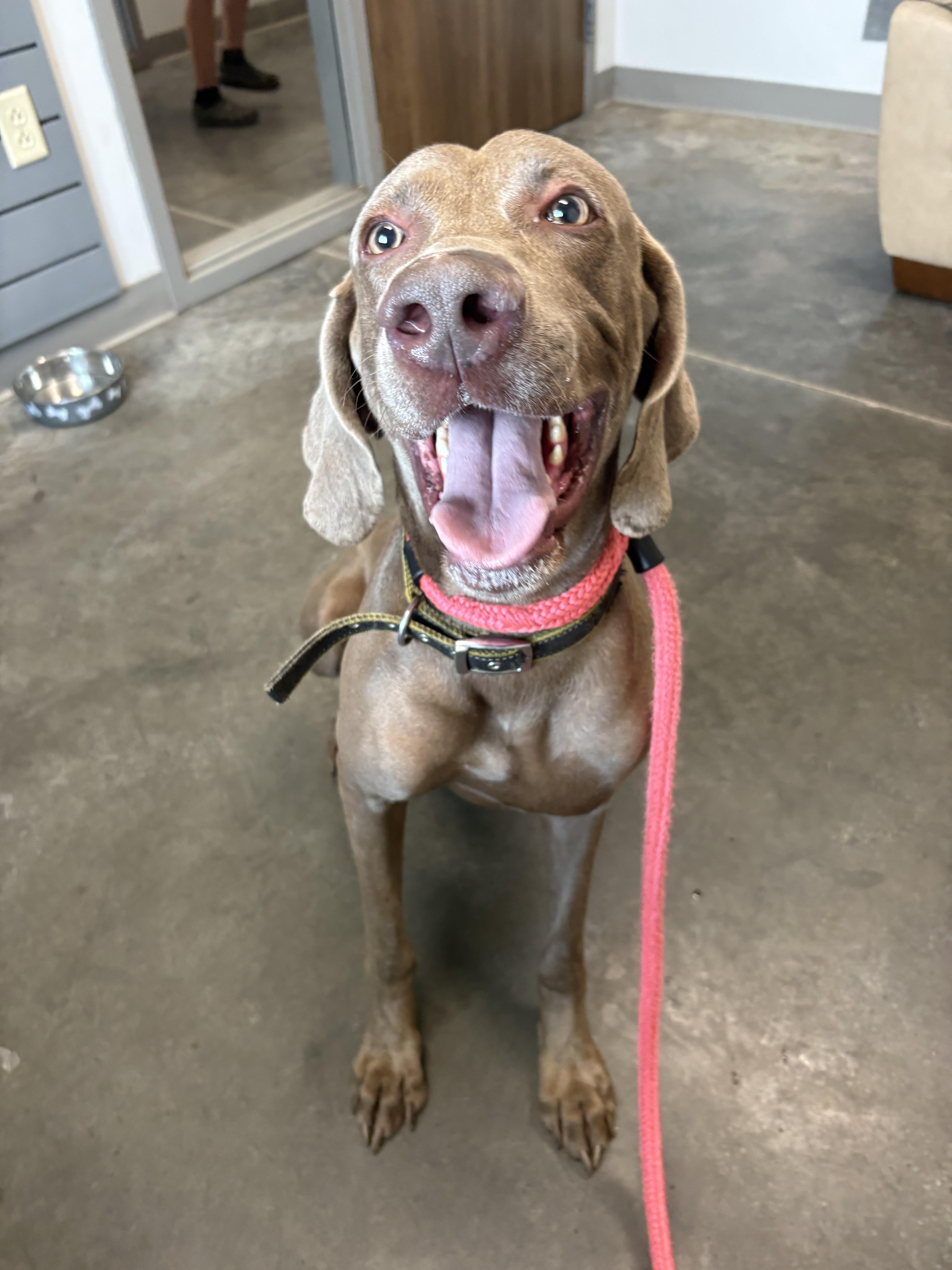 Brody, a Adopted Weimaraner in Marietta, GA image 1/3