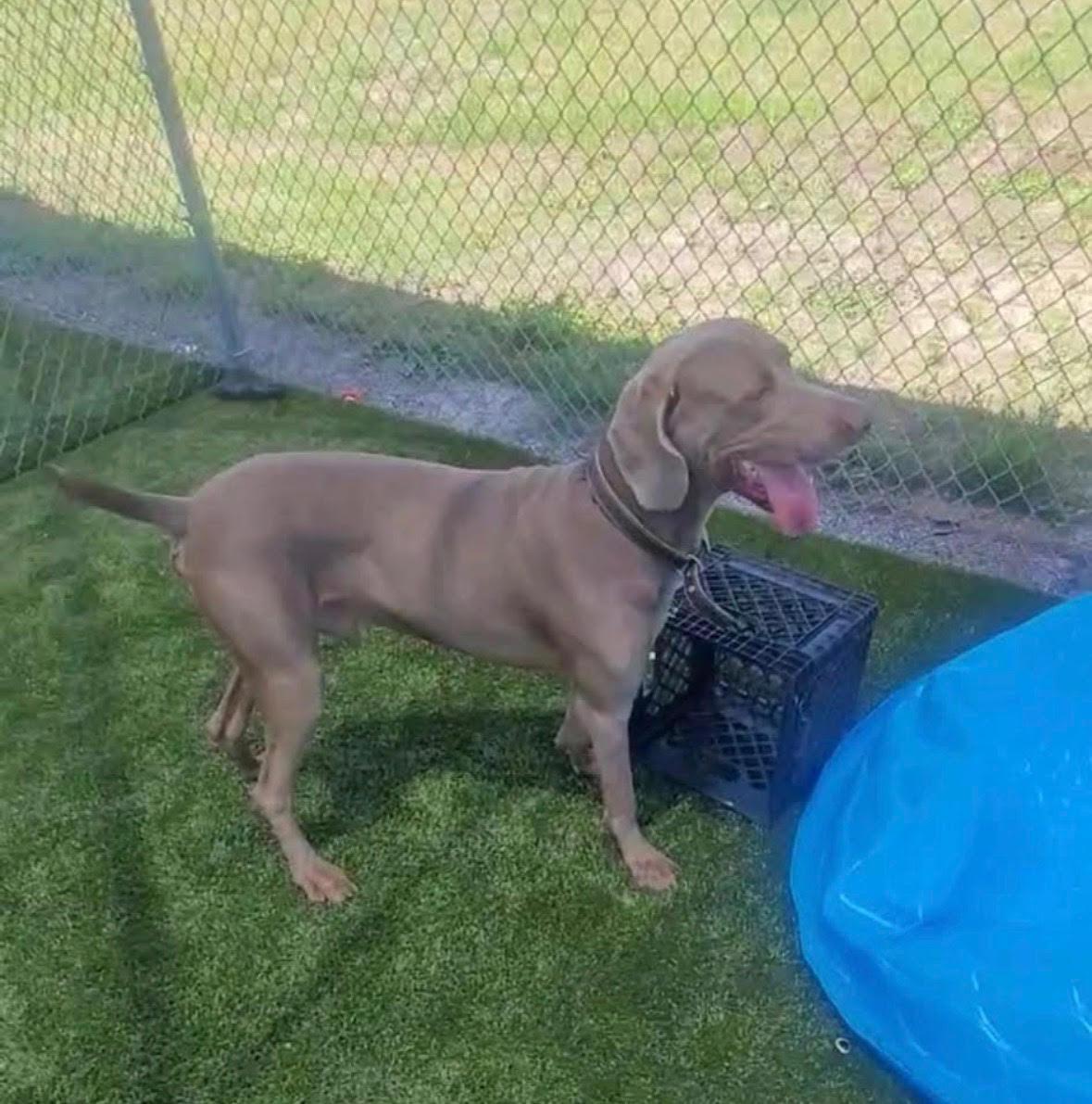 Brody, a Adopted Weimaraner in Marietta, GA image 2/3