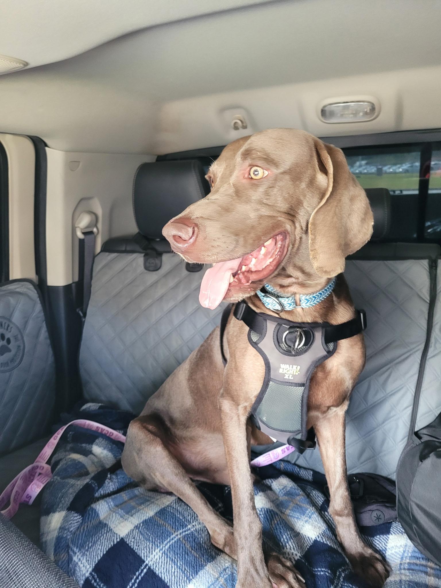 Brody, a Adopted Weimaraner in Marietta, GA image 3/3