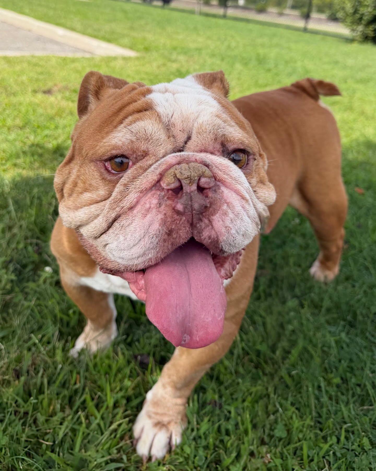 Enlarge Prince Tag 1178, a Adoptable English Bulldog in Central Islip, NY image 1/1
