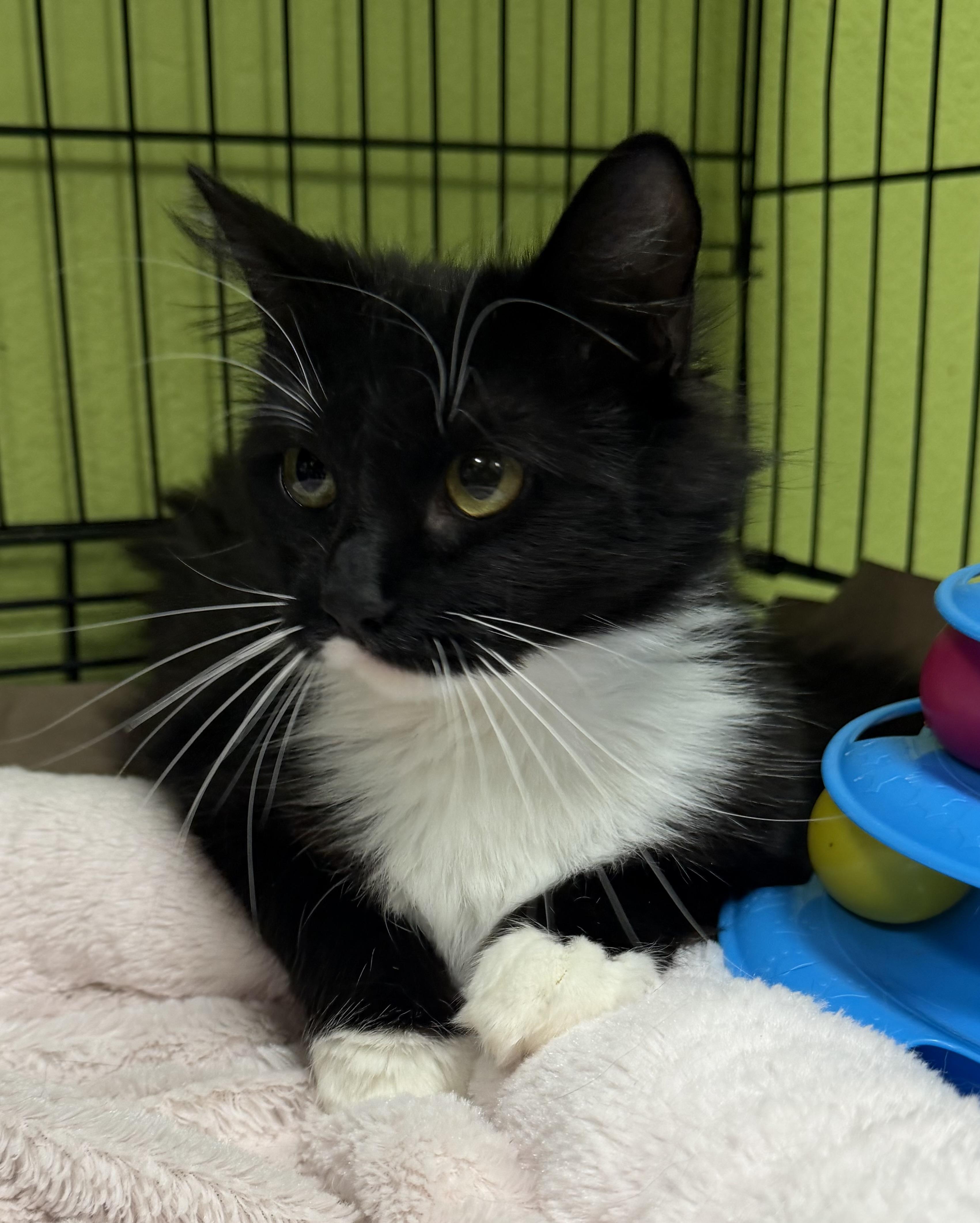 Enlarge Abby , a ADOPTABLE Domestic Medium Hair in Jackson, CA image 2/2