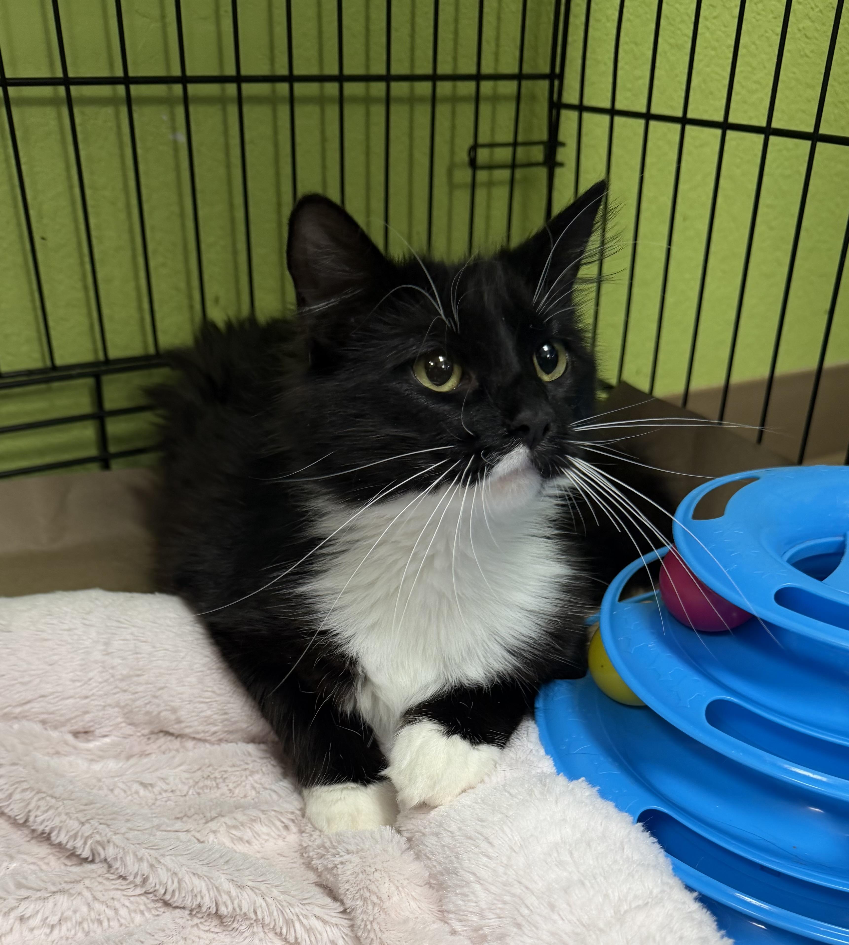 Enlarge Abby , a ADOPTABLE Domestic Medium Hair in Jackson, CA image 1/2