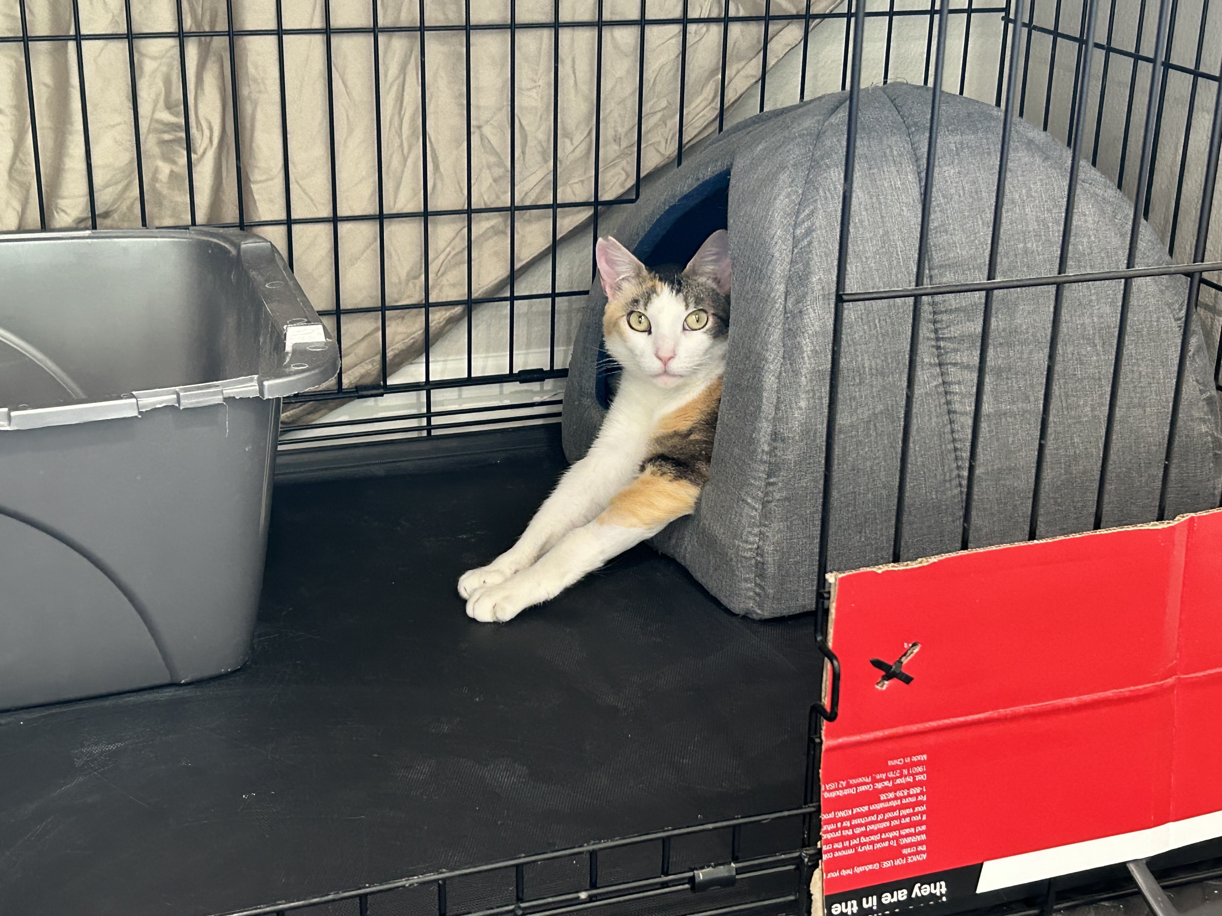 Nemo, a Adoptable Domestic Short Hair in Mililani, HI image 1/5