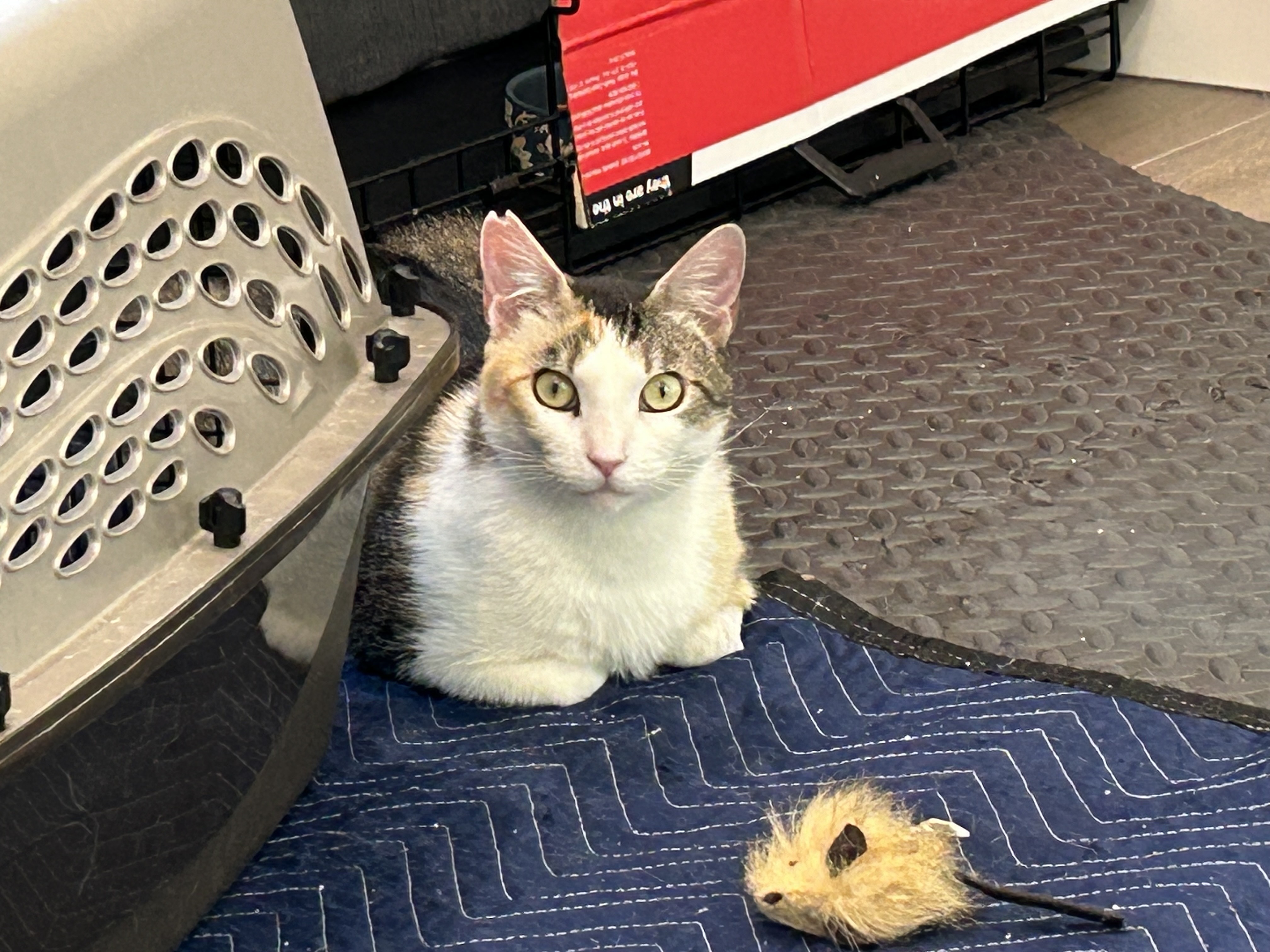 Nemo, a Adoptable Domestic Short Hair in Mililani, HI image 2/5