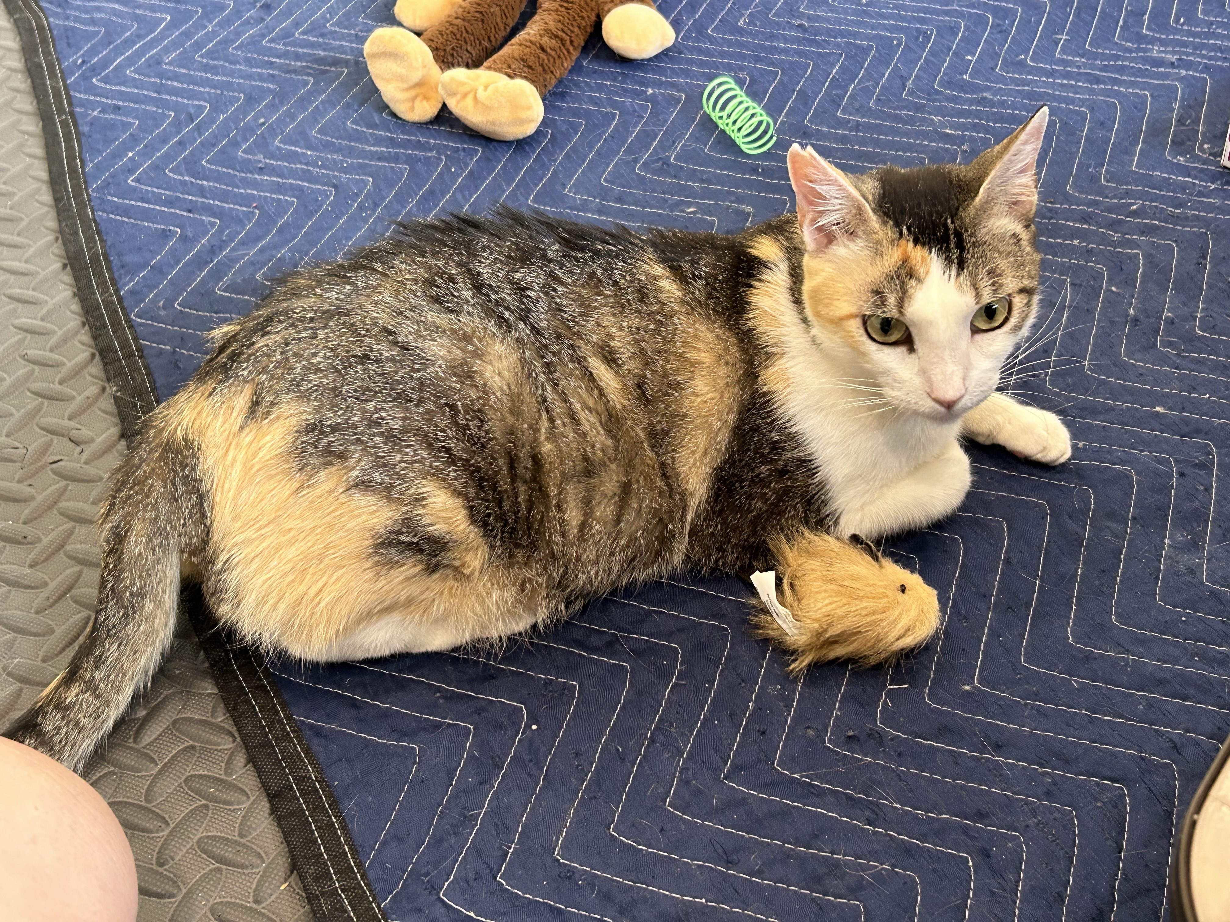 Nemo, a Adoptable Domestic Short Hair in Mililani, HI image 3/5