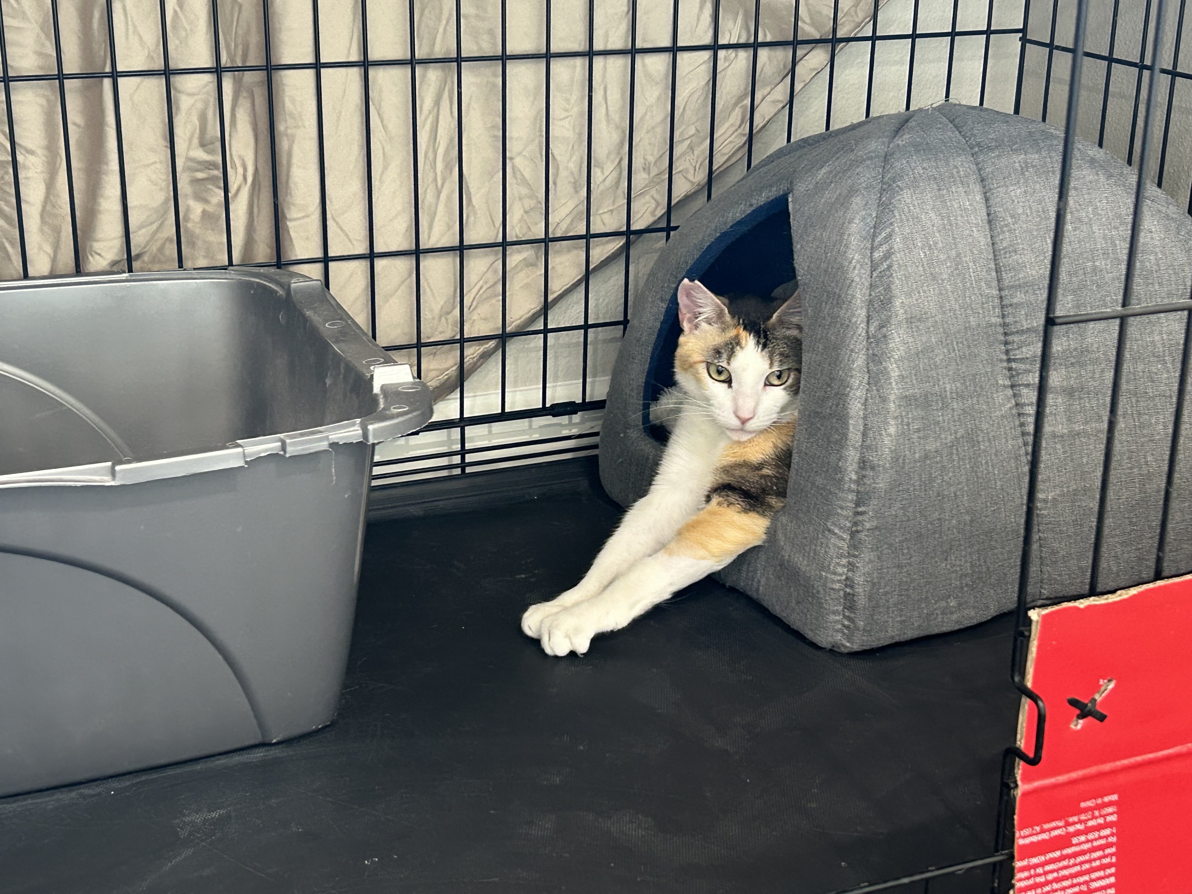 Nemo, a Adoptable Domestic Short Hair in Mililani, HI image 4/5