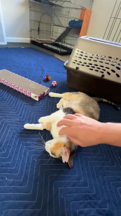 Enlarge Nemo, a Adoptable Domestic Short Hair in Mililani, HI video 5/5