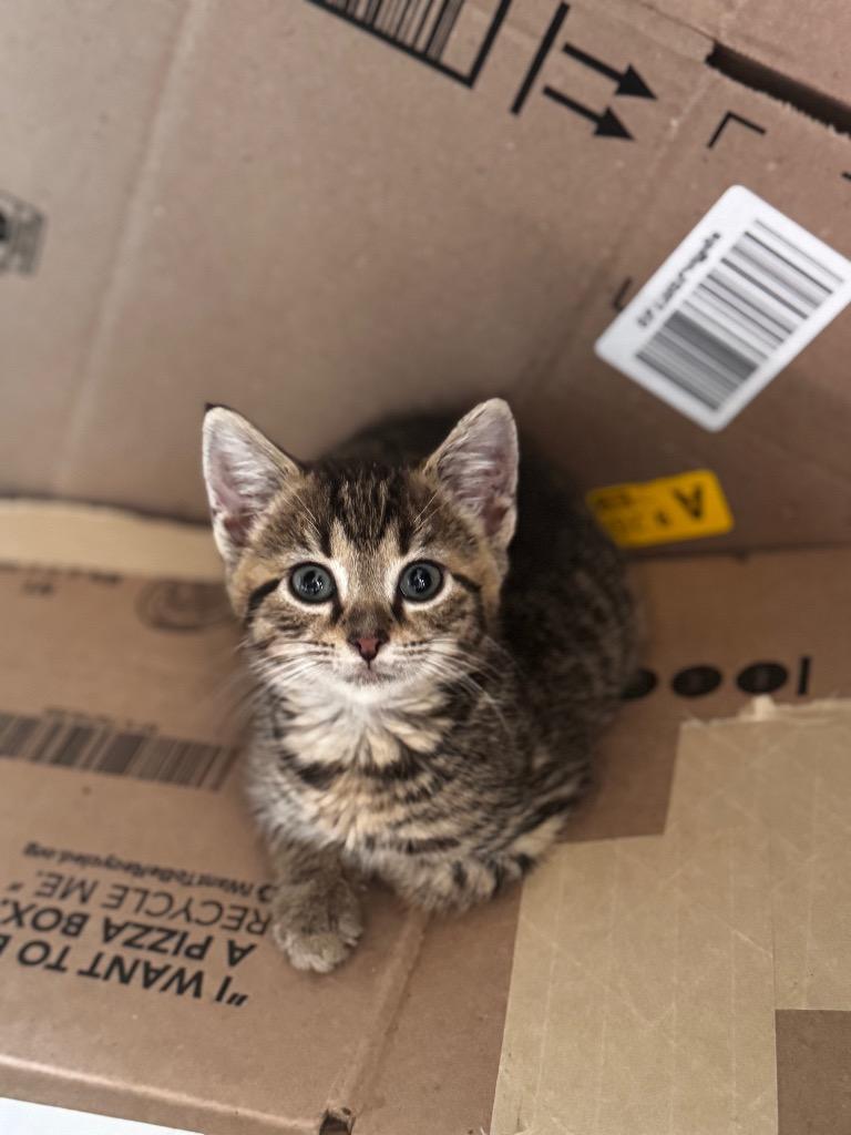 Biffalo Buff, Adoptable, Kitten Female Domestic Short Hair.