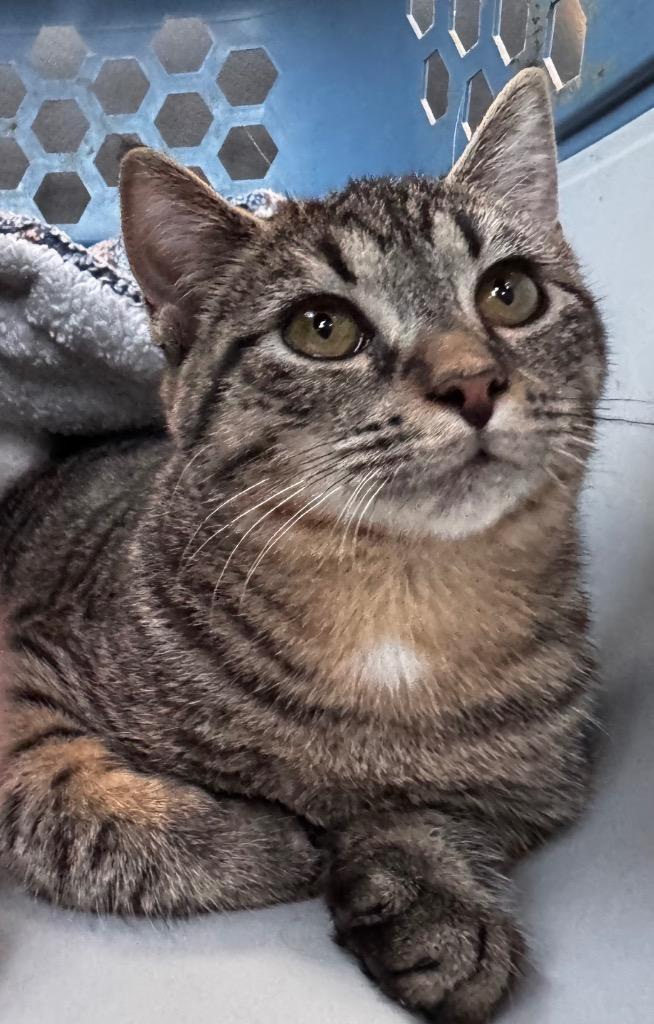 Enlarge Biffalo Buff, a Adoptable mixed breed in Camp Hill, PA image 3/3
