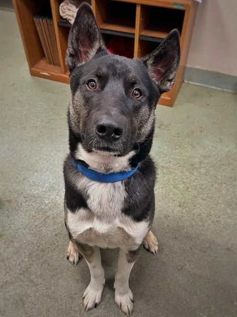 YODA, Adoptable, Young Male Akita & Siberian Husky.
