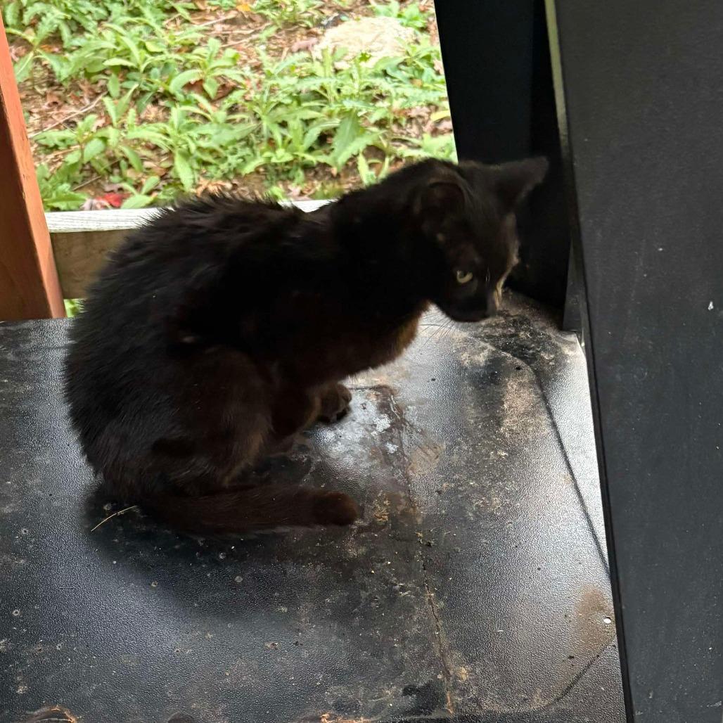 Spooky, a Adoptable Domestic Short Hair in Ringtown, PA image 1/2