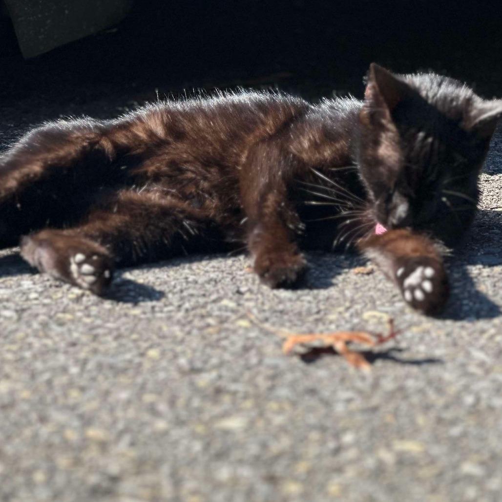 Spooky, a Adoptable Domestic Short Hair in Ringtown, PA image 2/2