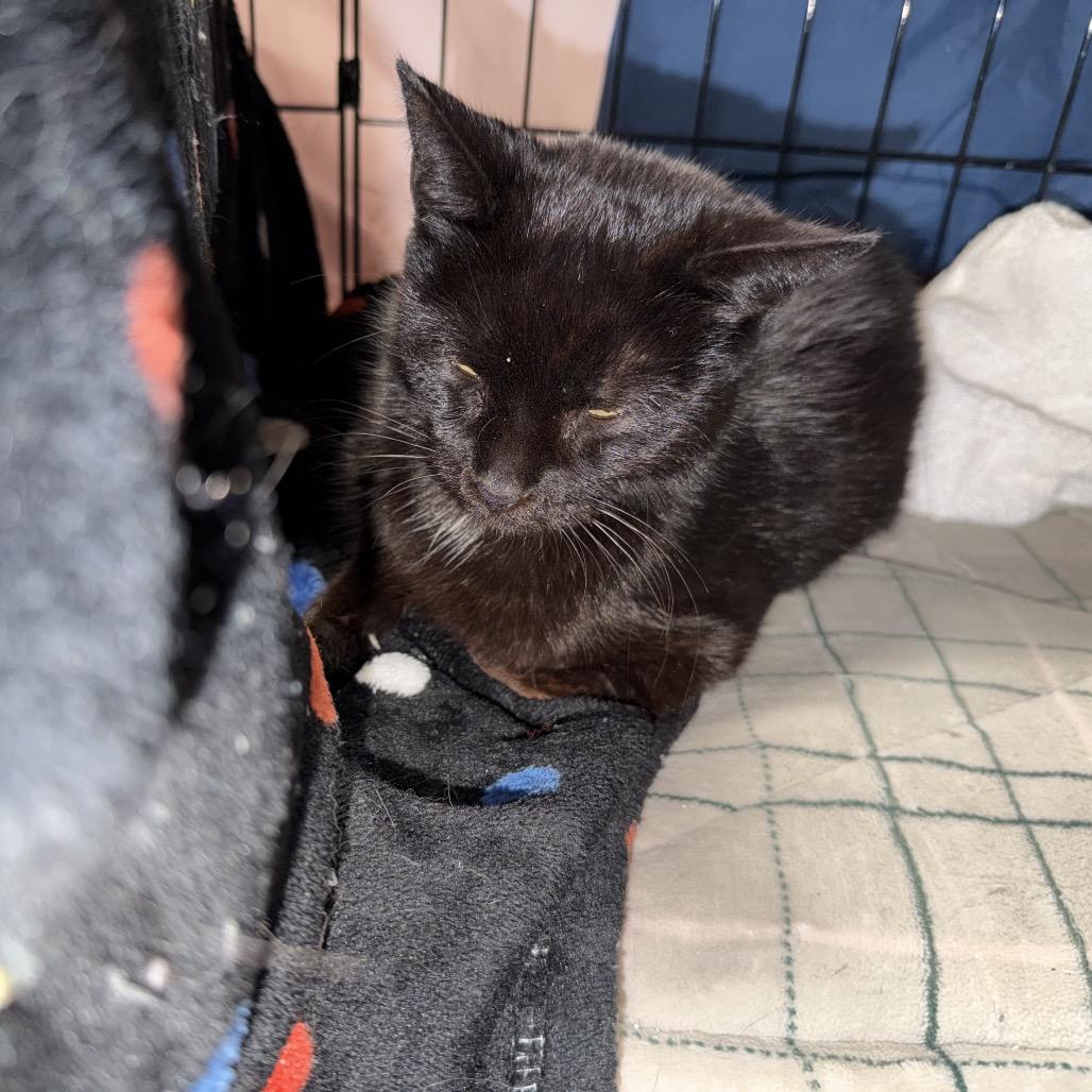 Enlarge Spooky, a Adoptable mixed breed in Ringtown, PA image 3/4