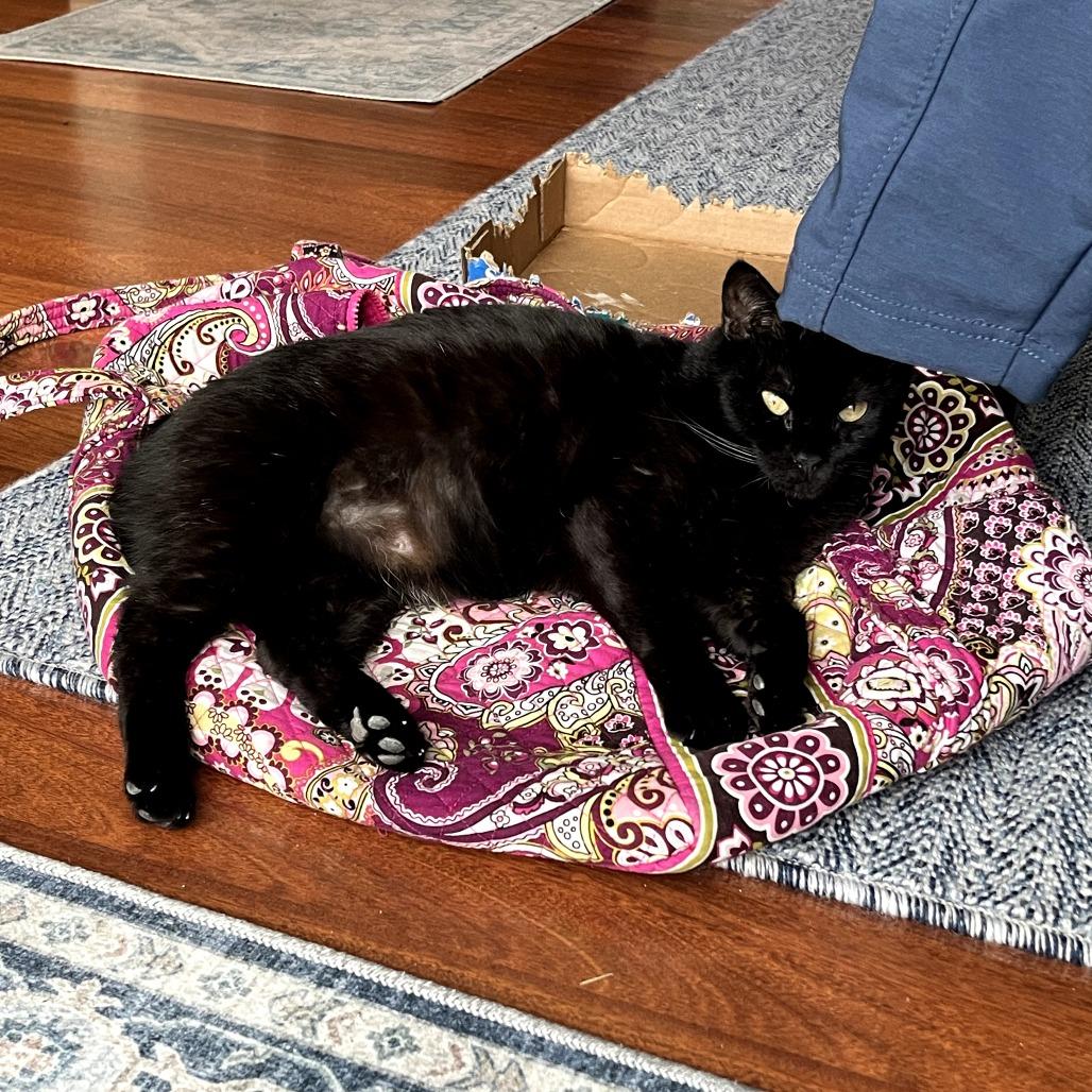 Enlarge Spooky, a Adoptable mixed breed in Ringtown, PA image 4/6