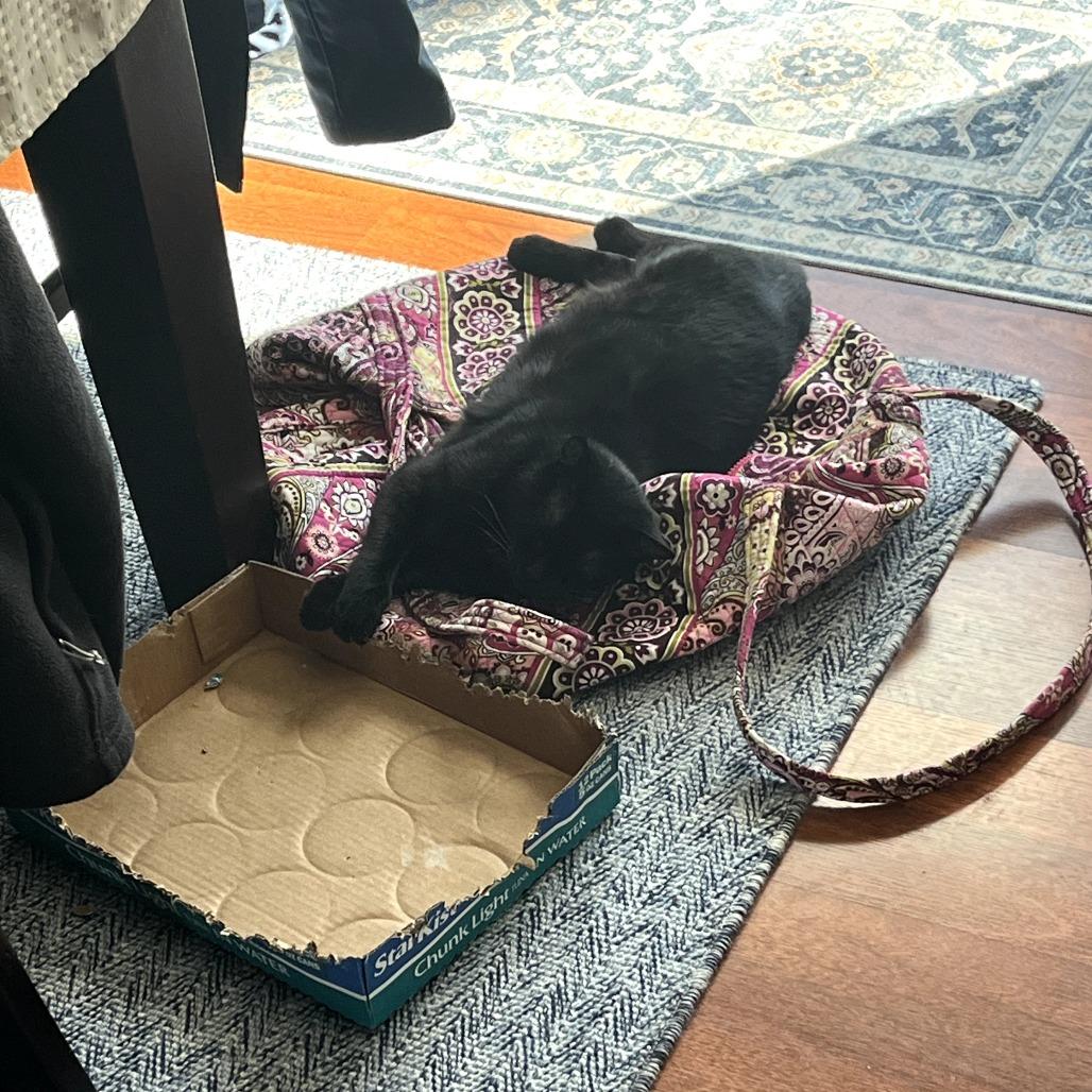 Enlarge Spooky, a Adoptable mixed breed in Ringtown, PA image 5/6