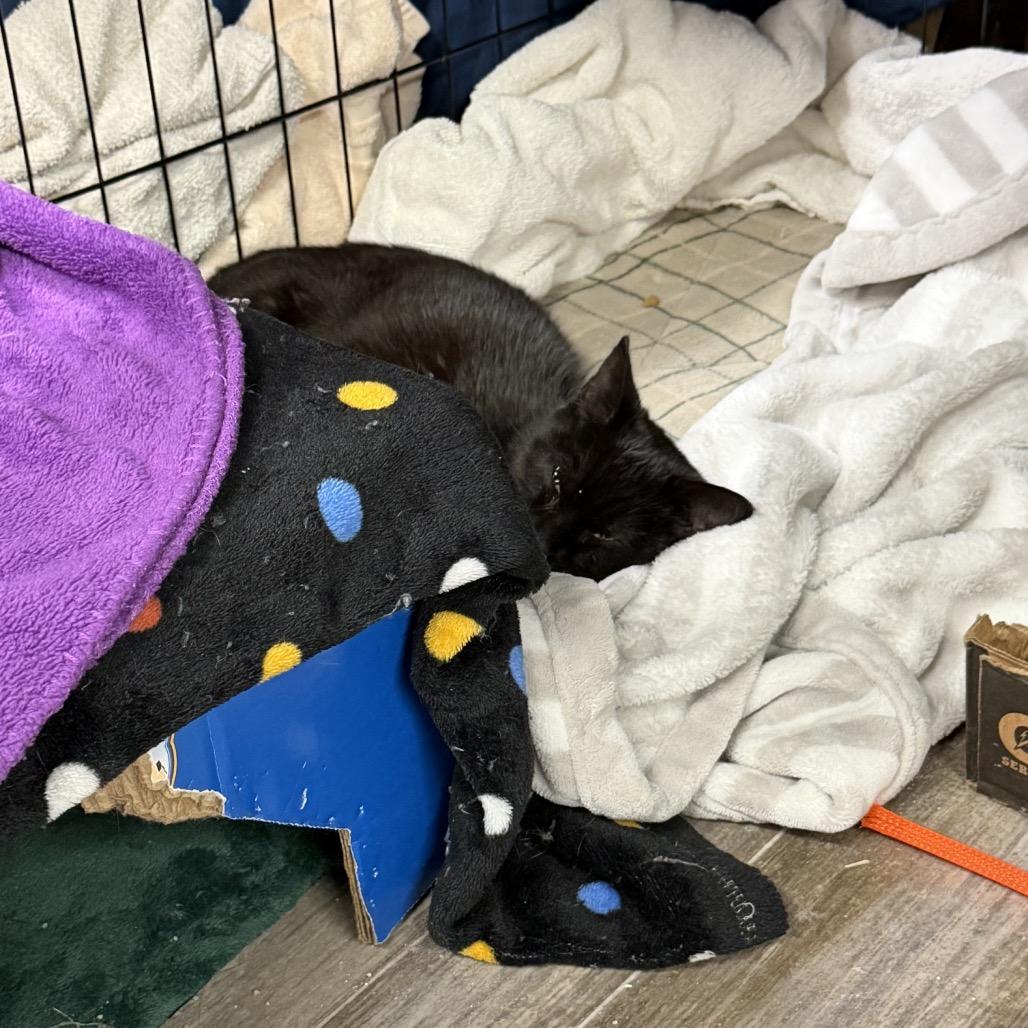 Enlarge Spooky, a Adoptable mixed breed in Ringtown, PA image 4/4