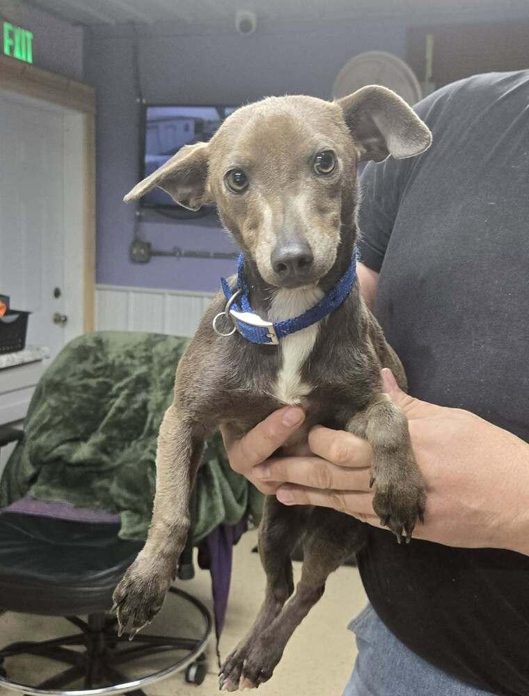 Mocha, Adoptable, Young Female Terrier.