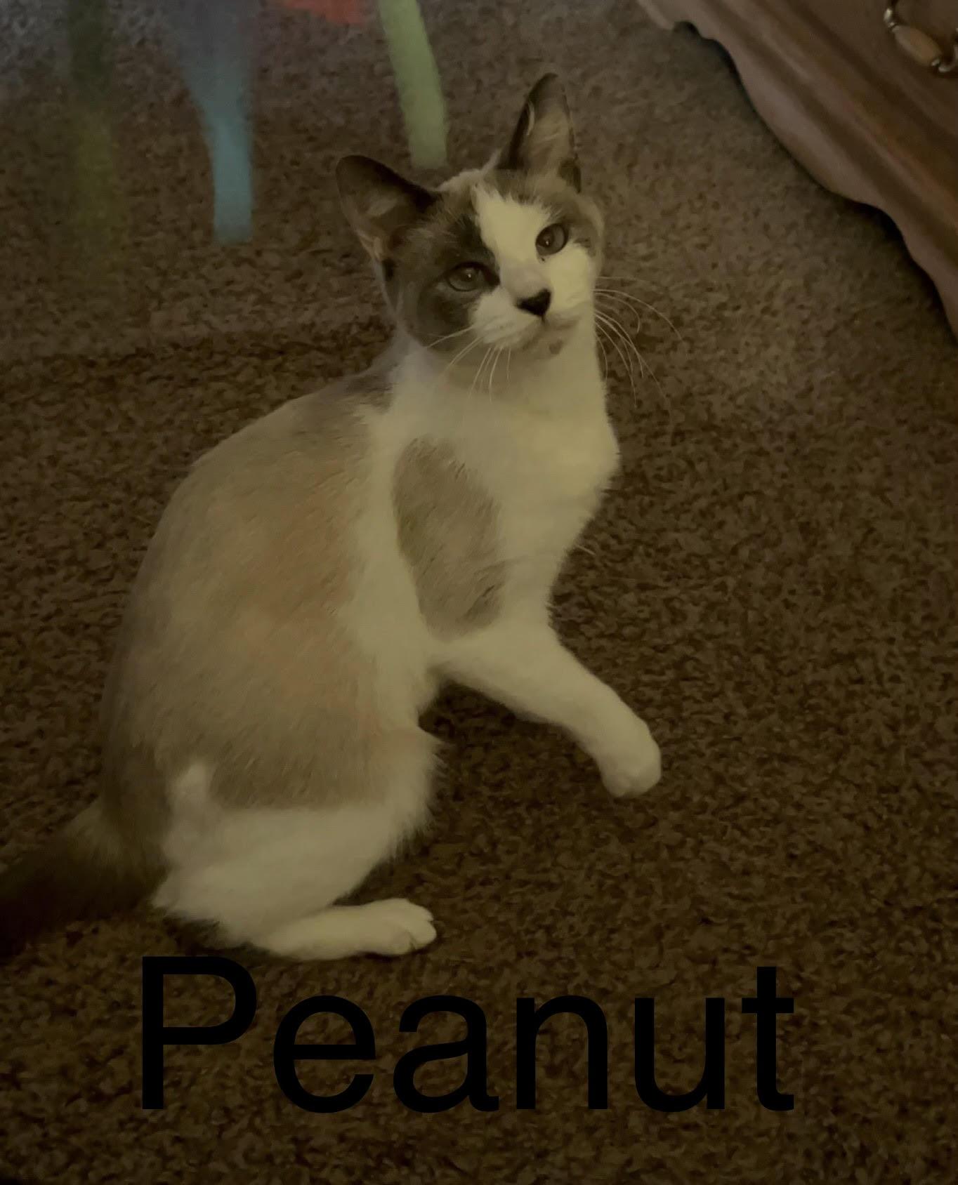 Enlarge Peanut, an adopted Siamese in Rochester, NY image 1/2
