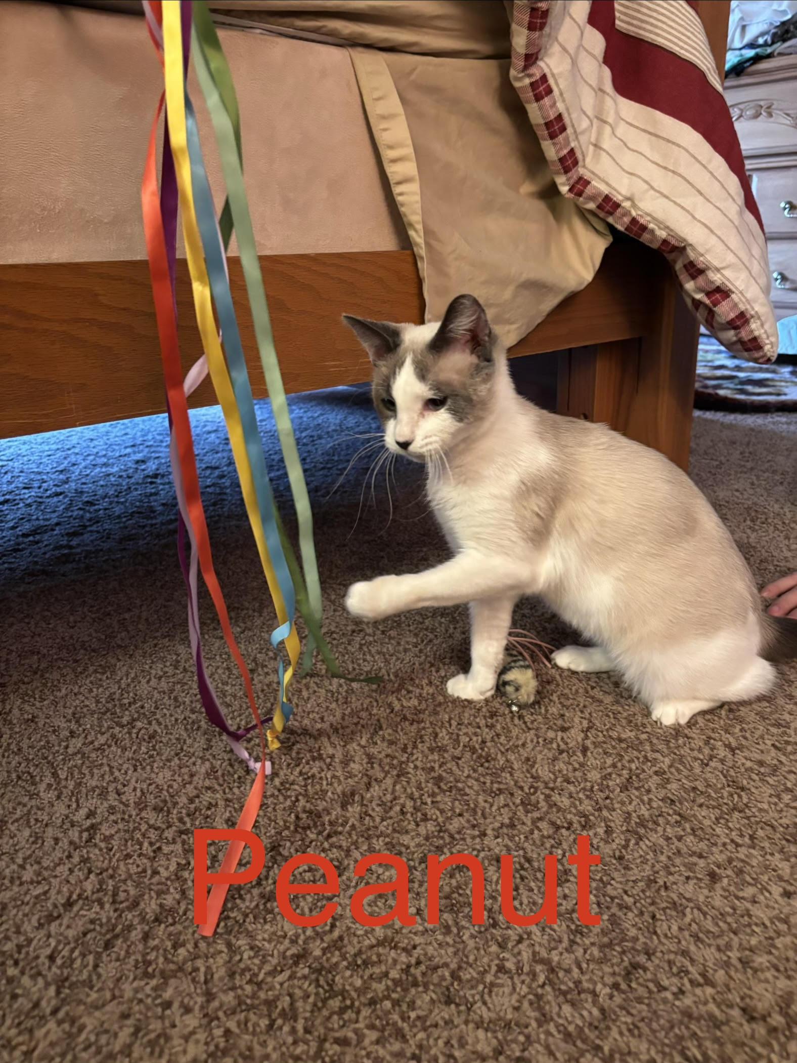 Enlarge Peanut, an adopted Siamese in Rochester, NY image 2/2