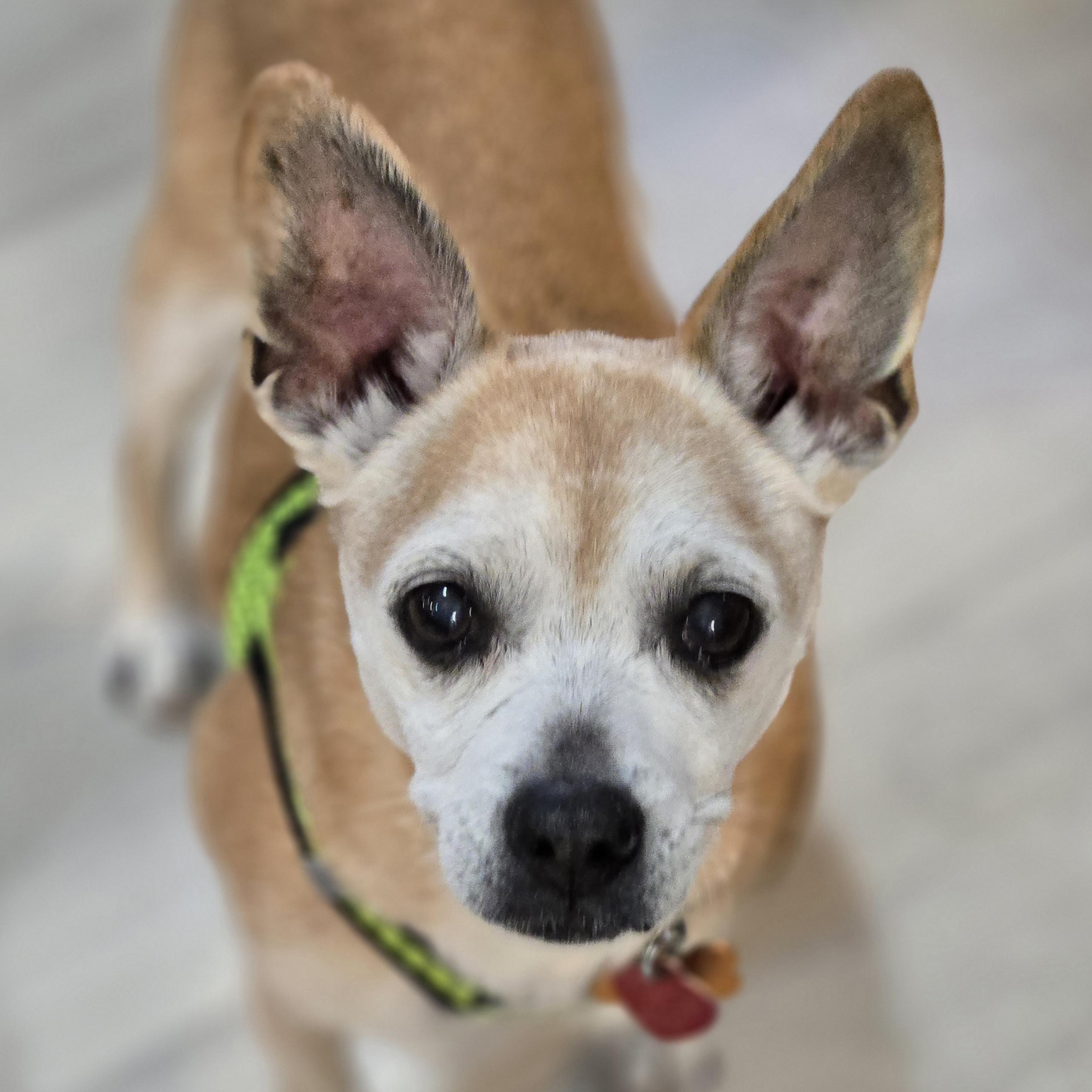 Enlarge Charlie, a ADOPTABLE mixed breed in Normal, IL image 1/6