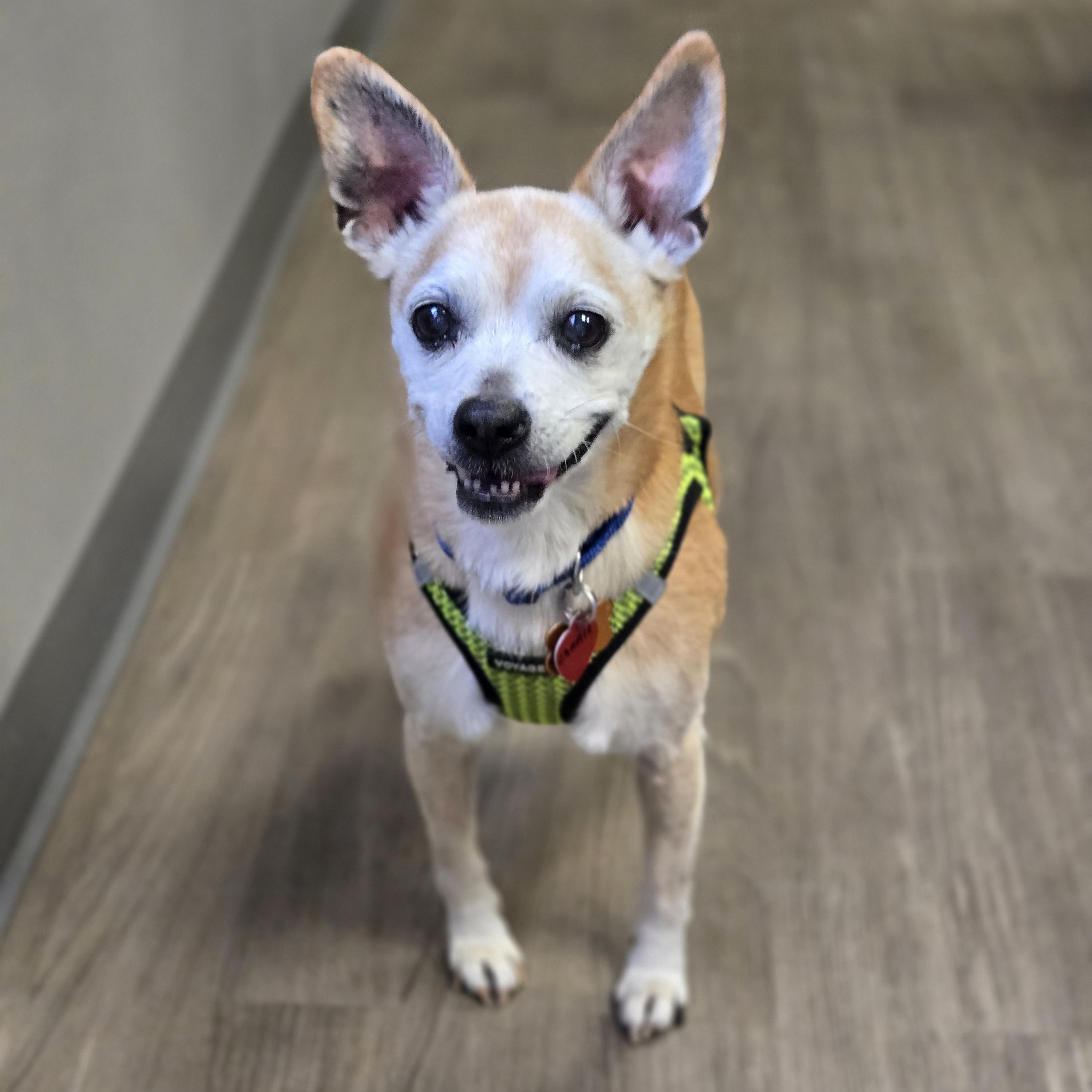 Enlarge Charlie, a ADOPTABLE mixed breed in Normal, IL image 4/6