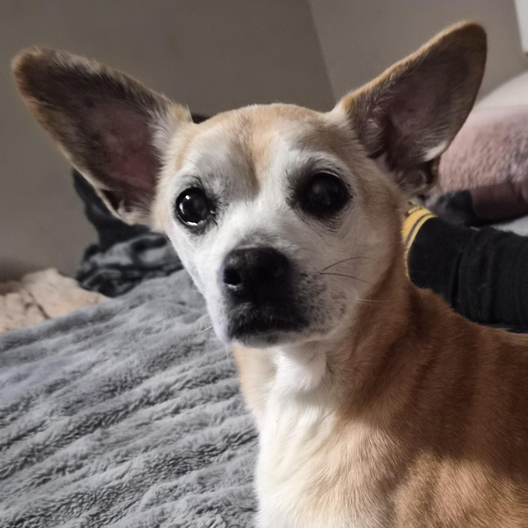 Enlarge Charlie, a ADOPTABLE mixed breed in Normal, IL image 2/6