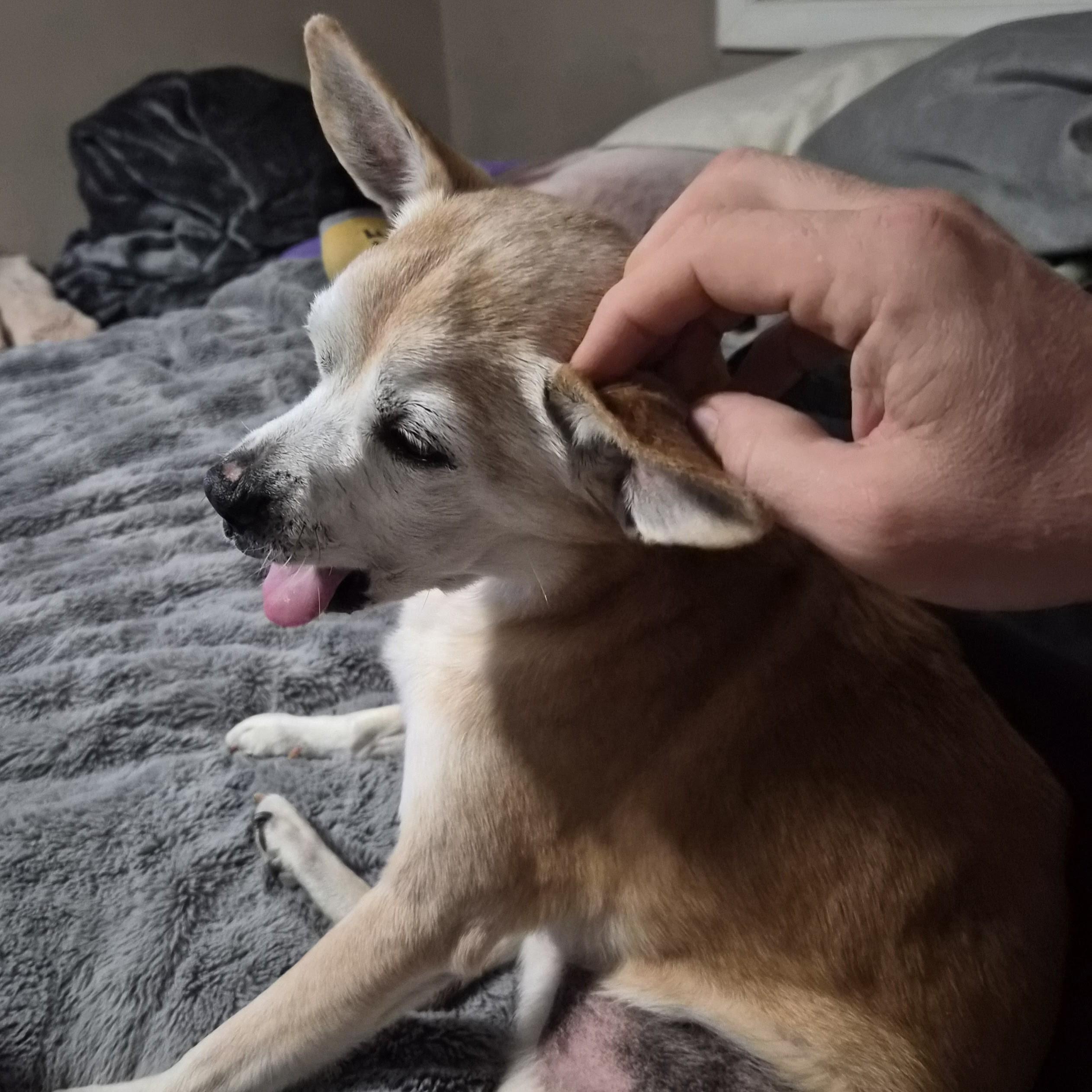 Enlarge Charlie, a ADOPTABLE mixed breed in Normal, IL image 6/6