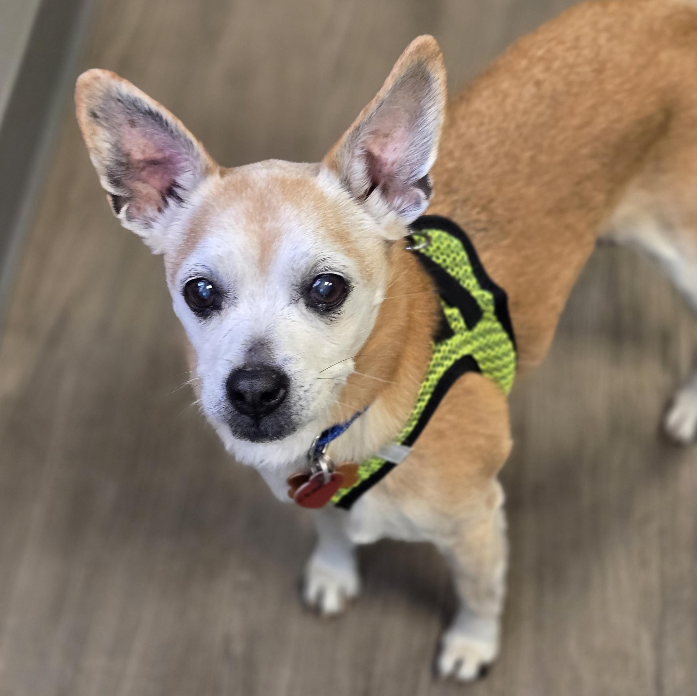 Enlarge Charlie, a ADOPTABLE mixed breed in Normal, IL image 5/6