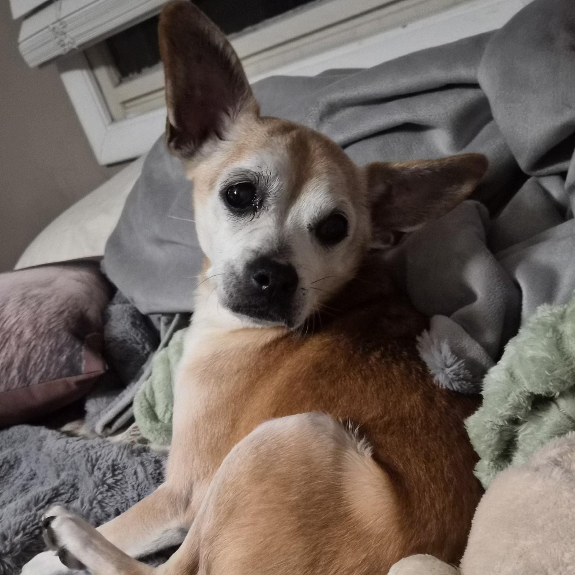 Enlarge Charlie, a ADOPTABLE mixed breed in Normal, IL image 3/6