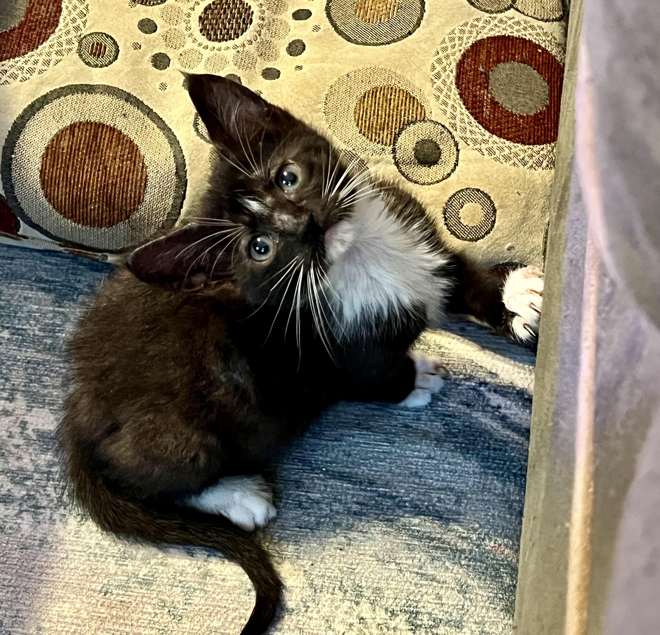 What Cat Breeds is Buttercup: Discover Her Unique Origins