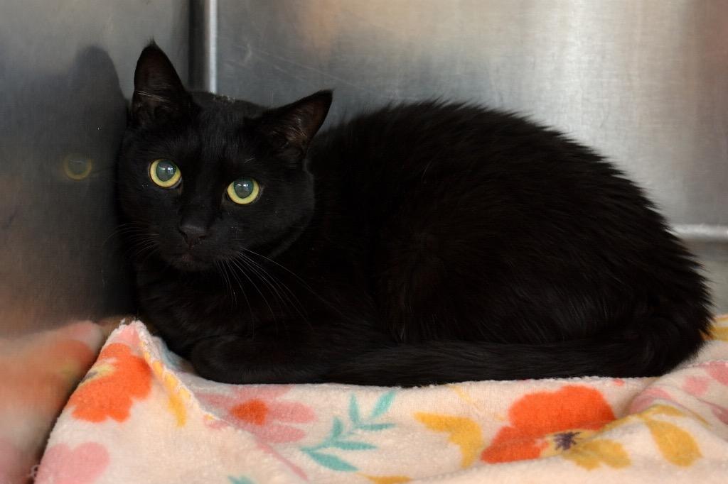 Heidi, Adoptable, Senior Female Domestic Short Hair.