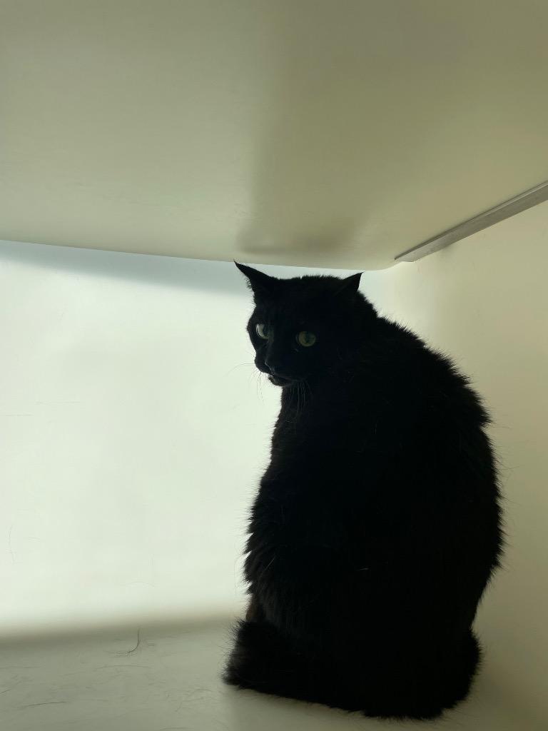 Heidi, a Adoptable mixed breed in Columbia, TN image 2/2