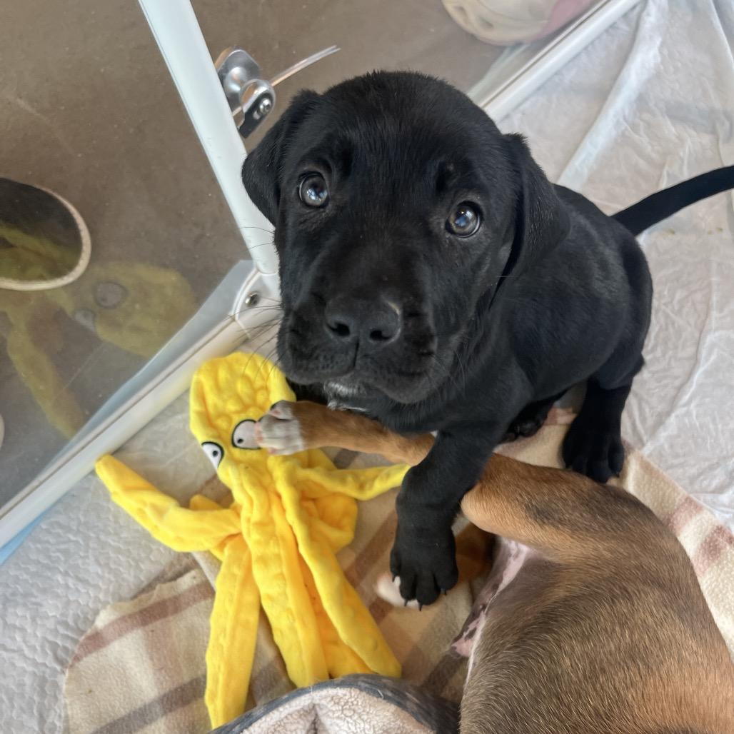 Reptile, a Adoptable Mixed Breed in Bentonville, AR image 1/4