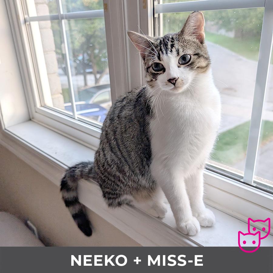 Neeko (bonded with Miss-E)