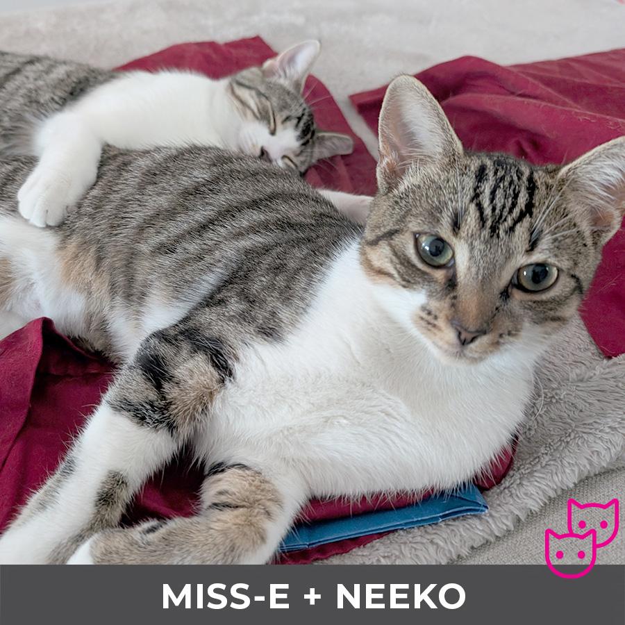 Neeko (bonded with Miss-E)