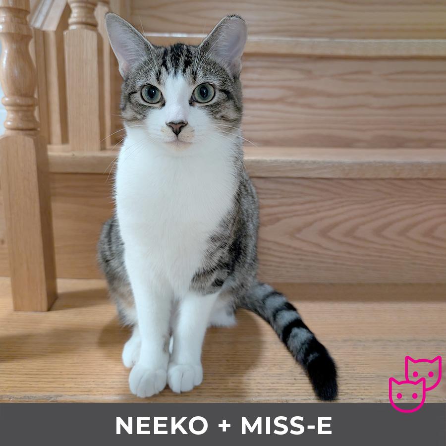 Neeko (bonded with Miss-E)