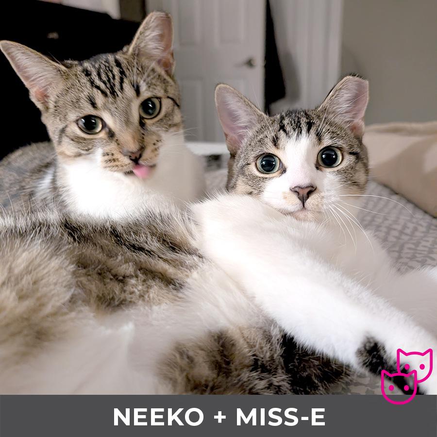 Neeko (bonded with Miss-E)