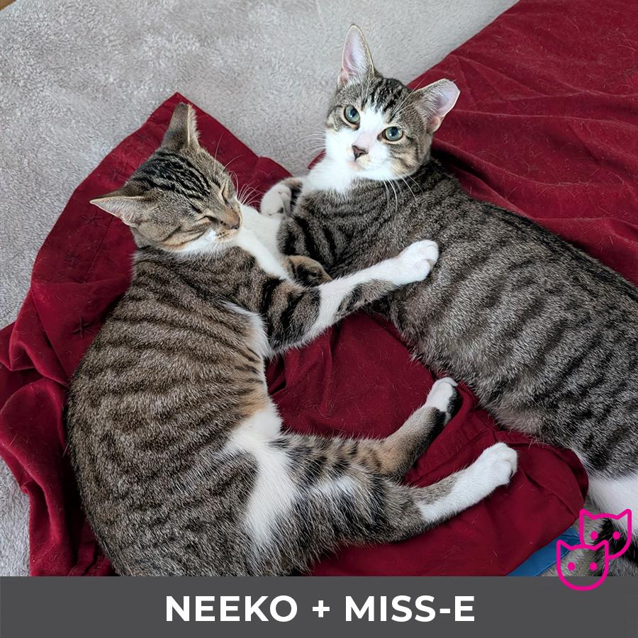 Neeko (bonded with Miss-E)
