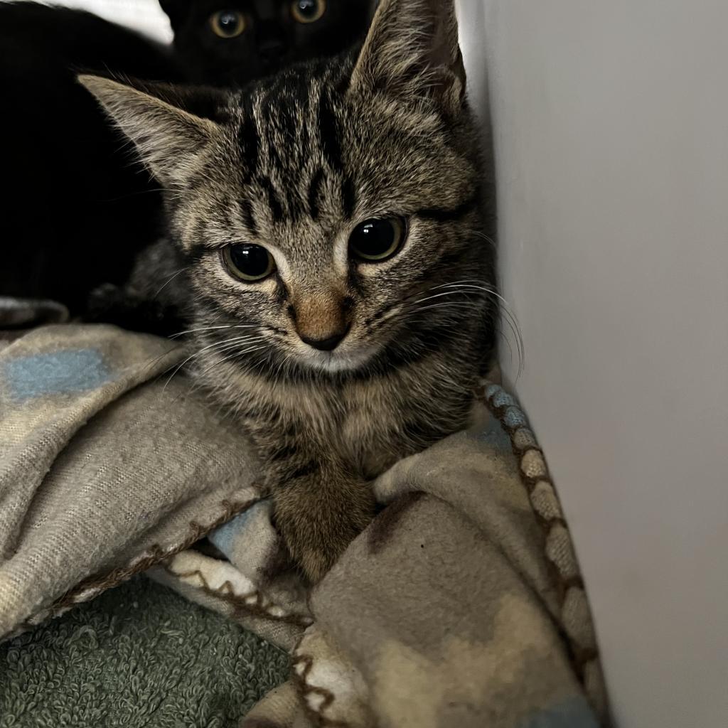 Enlarge Sunny, a Adoptable Domestic Short Hair in Harrisville, WV image 1/5