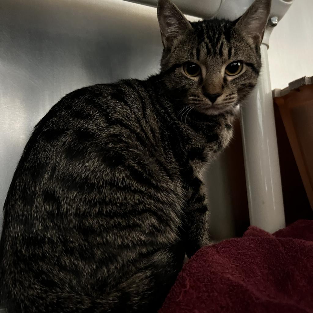Enlarge Sunny, a Adoptable Domestic Short Hair in Harrisville, WV image 2/5