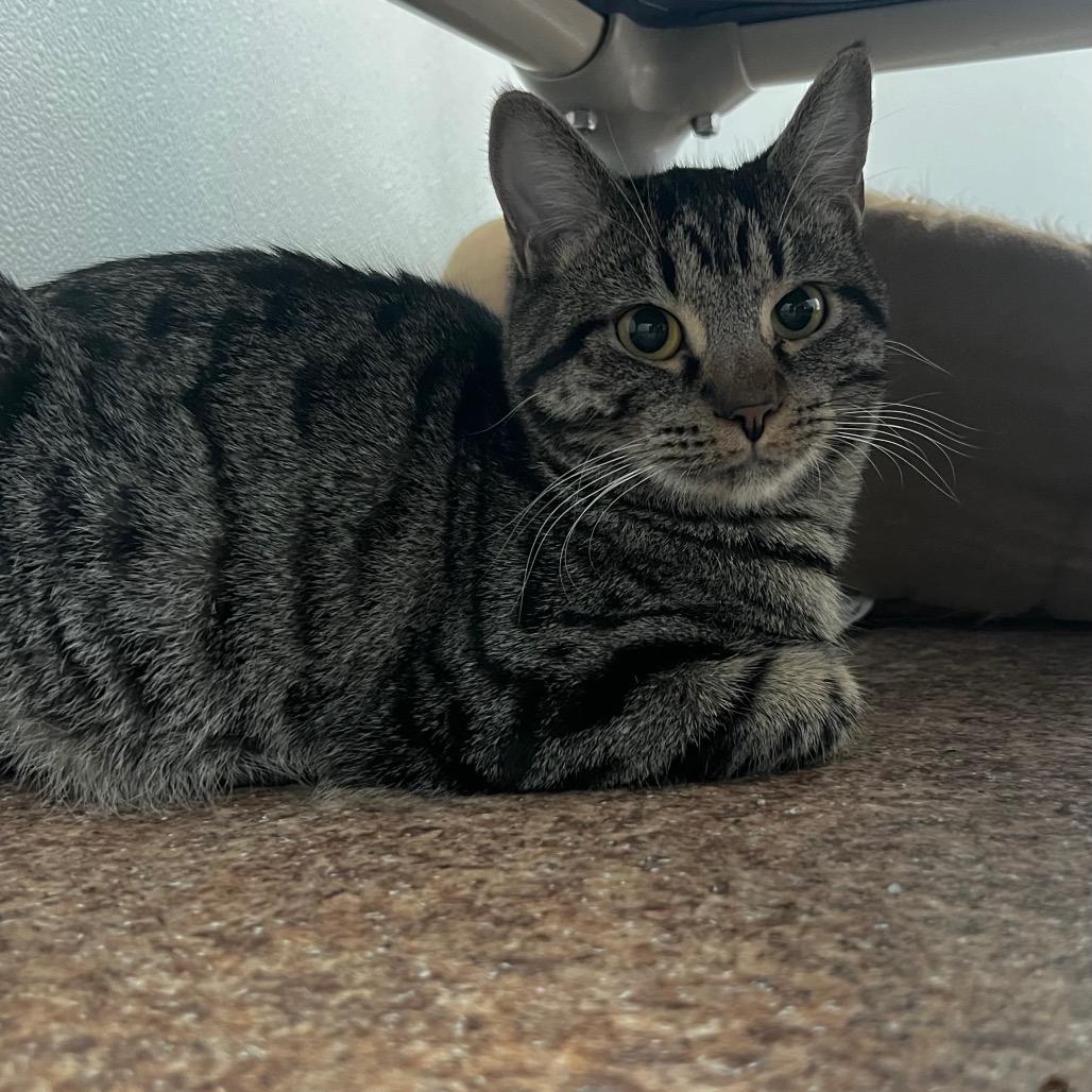 Enlarge Sunny, a Adoptable Domestic Short Hair in Harrisville, WV image 3/5