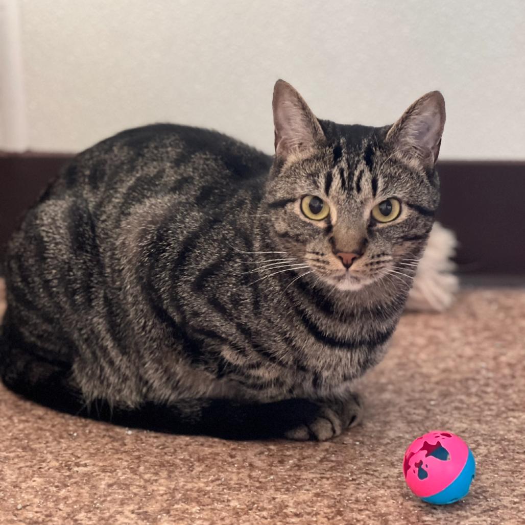 Enlarge Sunny, a Adoptable Domestic Short Hair in Harrisville, WV image 4/5