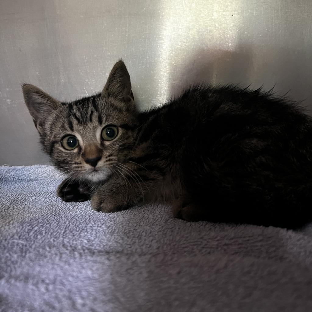 Enlarge Sunny, a Adoptable Domestic Short Hair in Harrisville, WV image 5/5