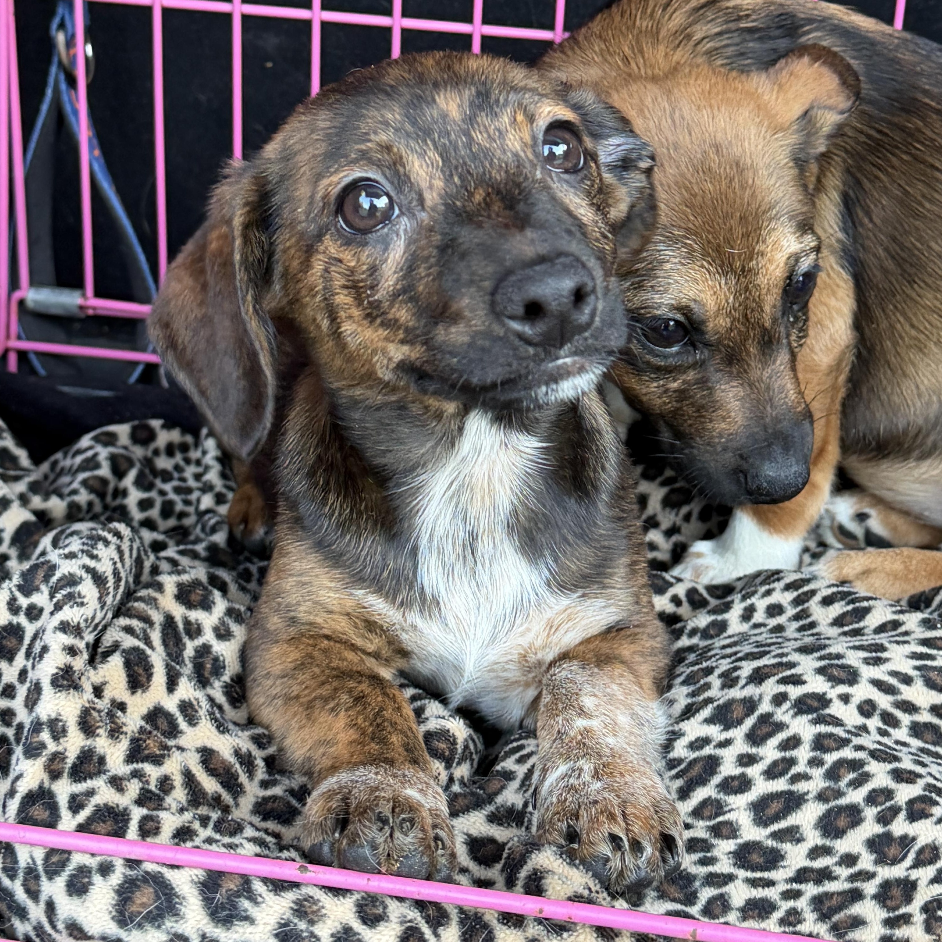 Dukes Jackson, Adoptable, Puppy Male Chihuahua & Australian Cattle Dog / Blue Heeler.