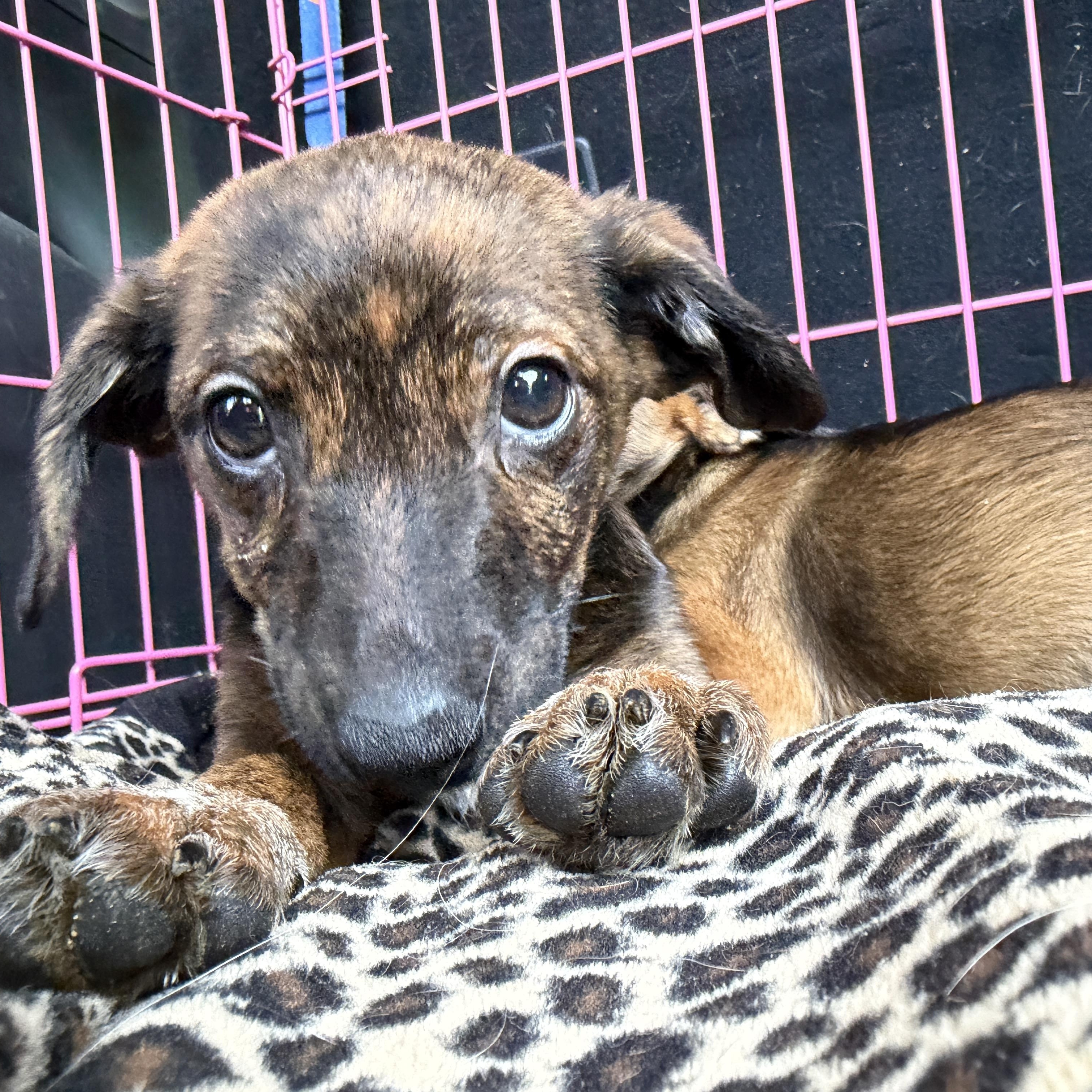 Enlarge Dukes Jackson, a Adoptable mixed breed in Jeffersonville, IN image 3/4