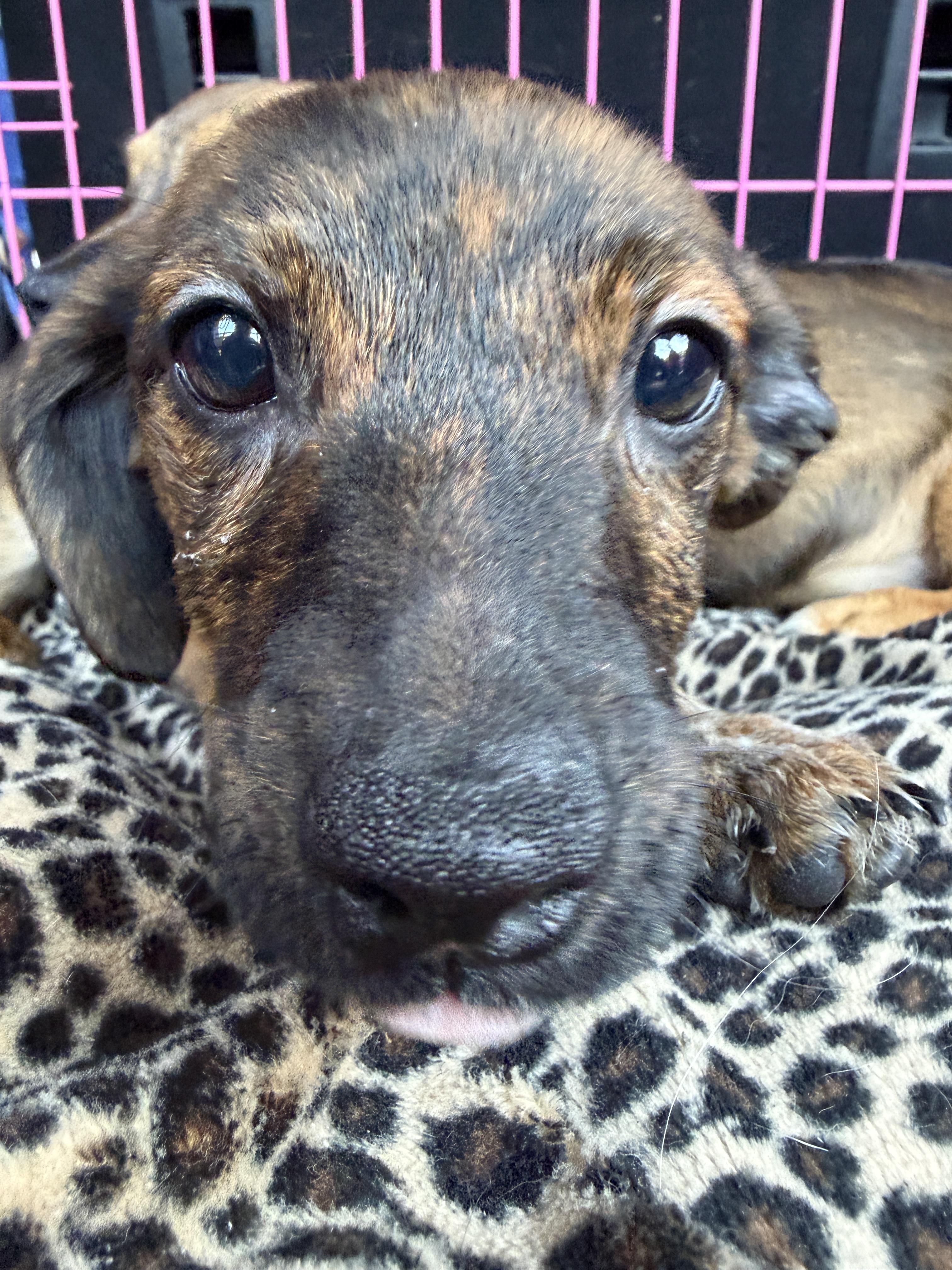 Enlarge Dukes Jackson, a Adoptable mixed breed in Jeffersonville, IN image 2/4