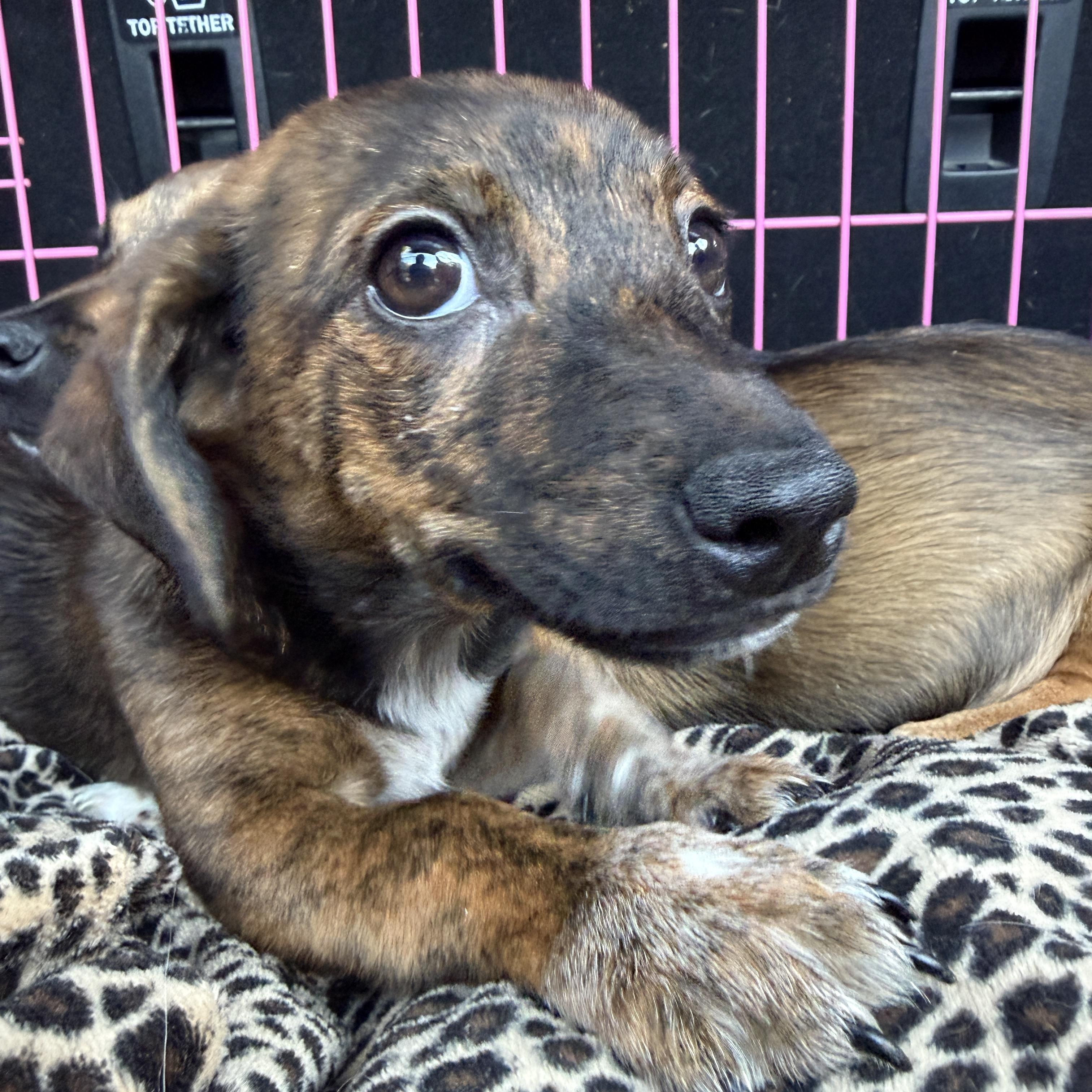 Enlarge Dukes Jackson, a Adoptable mixed breed in Jeffersonville, IN image 4/4