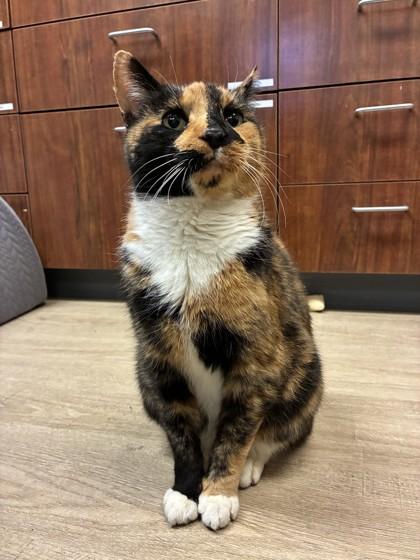 Enlarge Aileen, a Adoptable mixed breed in Quakertown, PA image 1/5