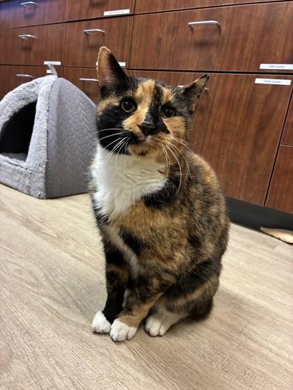 Enlarge Aileen, a Adoptable mixed breed in Quakertown, PA image 2/5